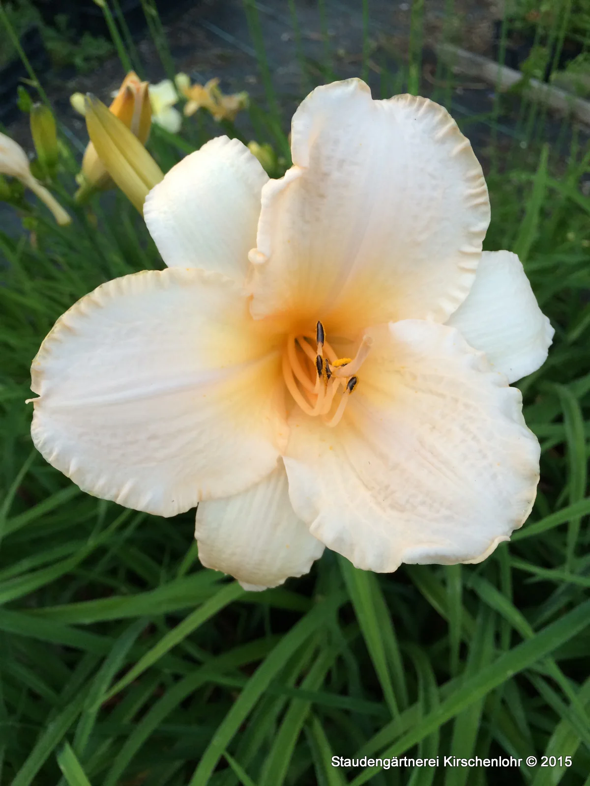 Hemerocallis 'Helle Berlinerin'