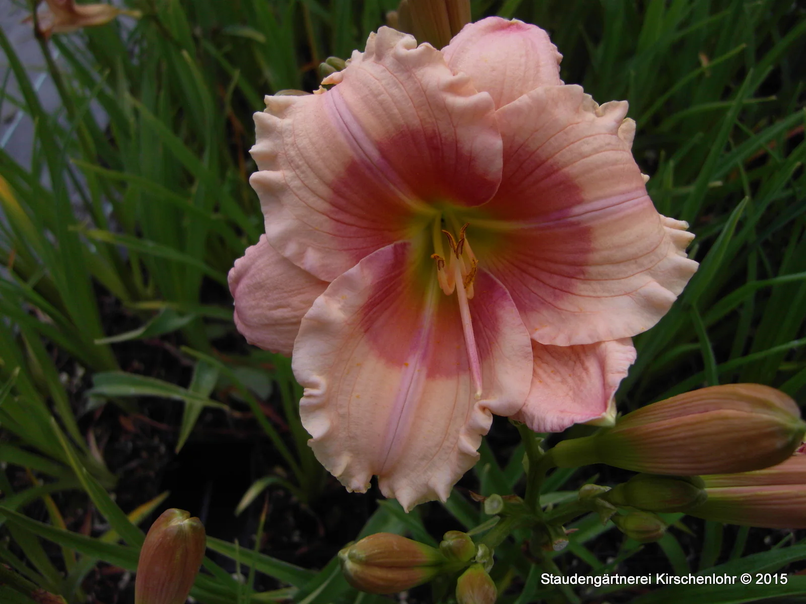 Hemerocallis 'Janice Brown'
