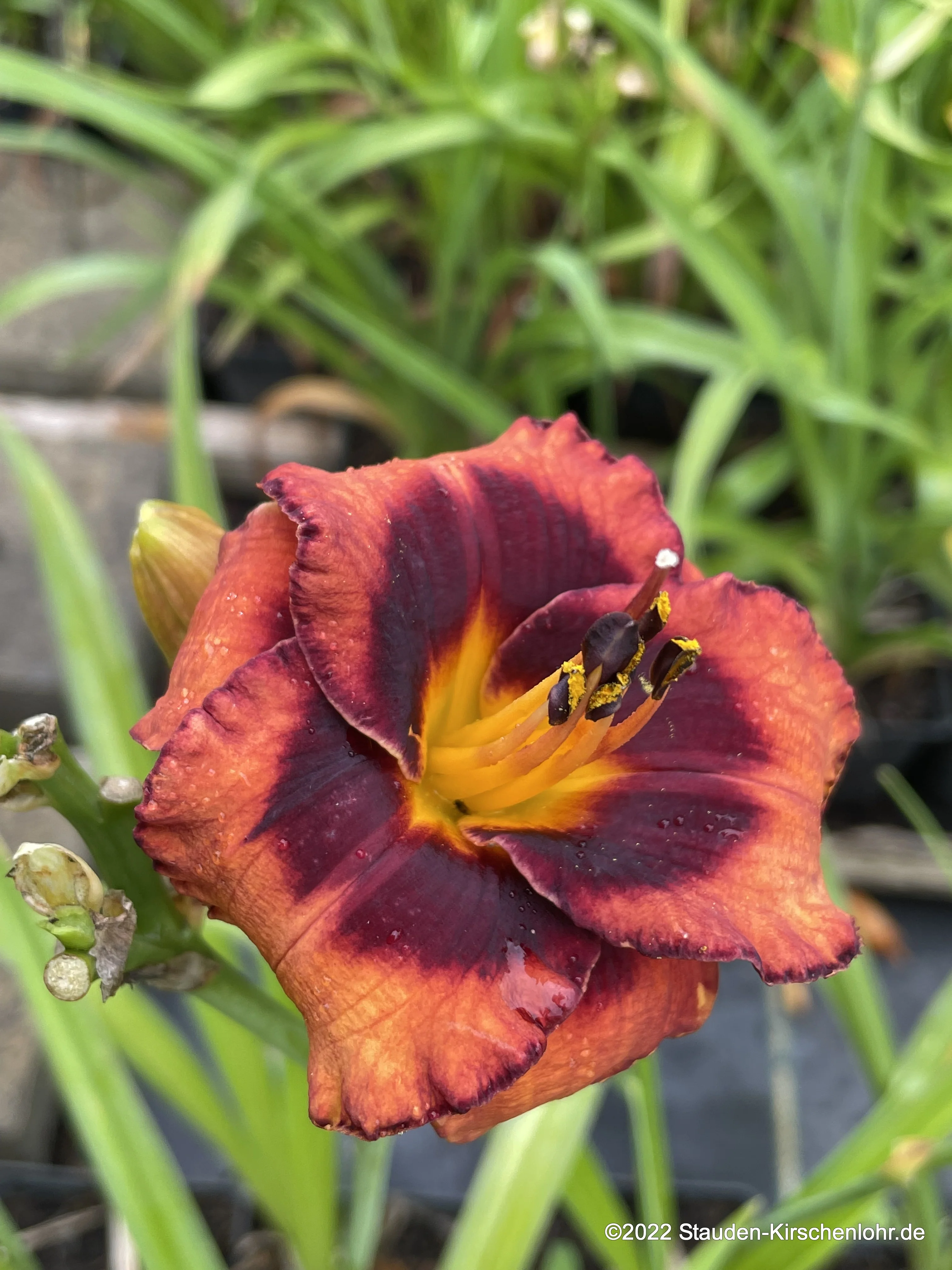 Hemerocallis 'Madeline Nettles Eyes'