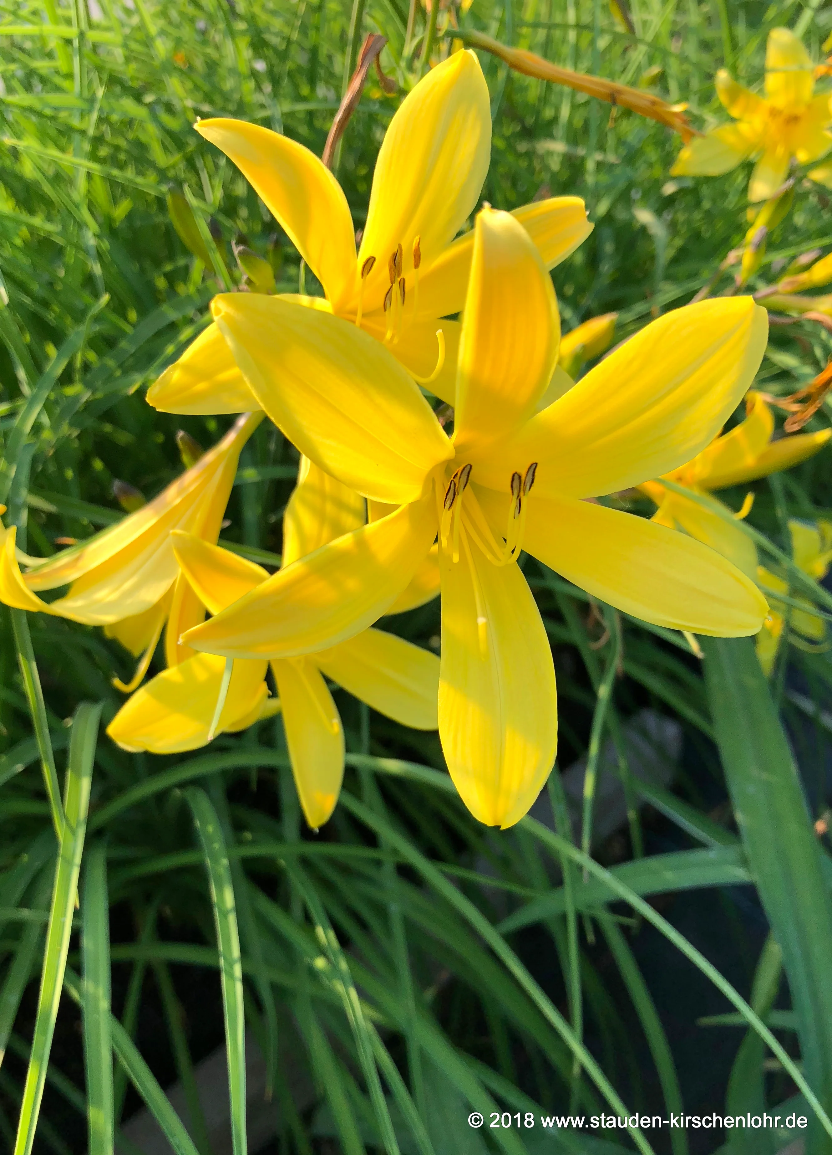 Hemerocallis minor