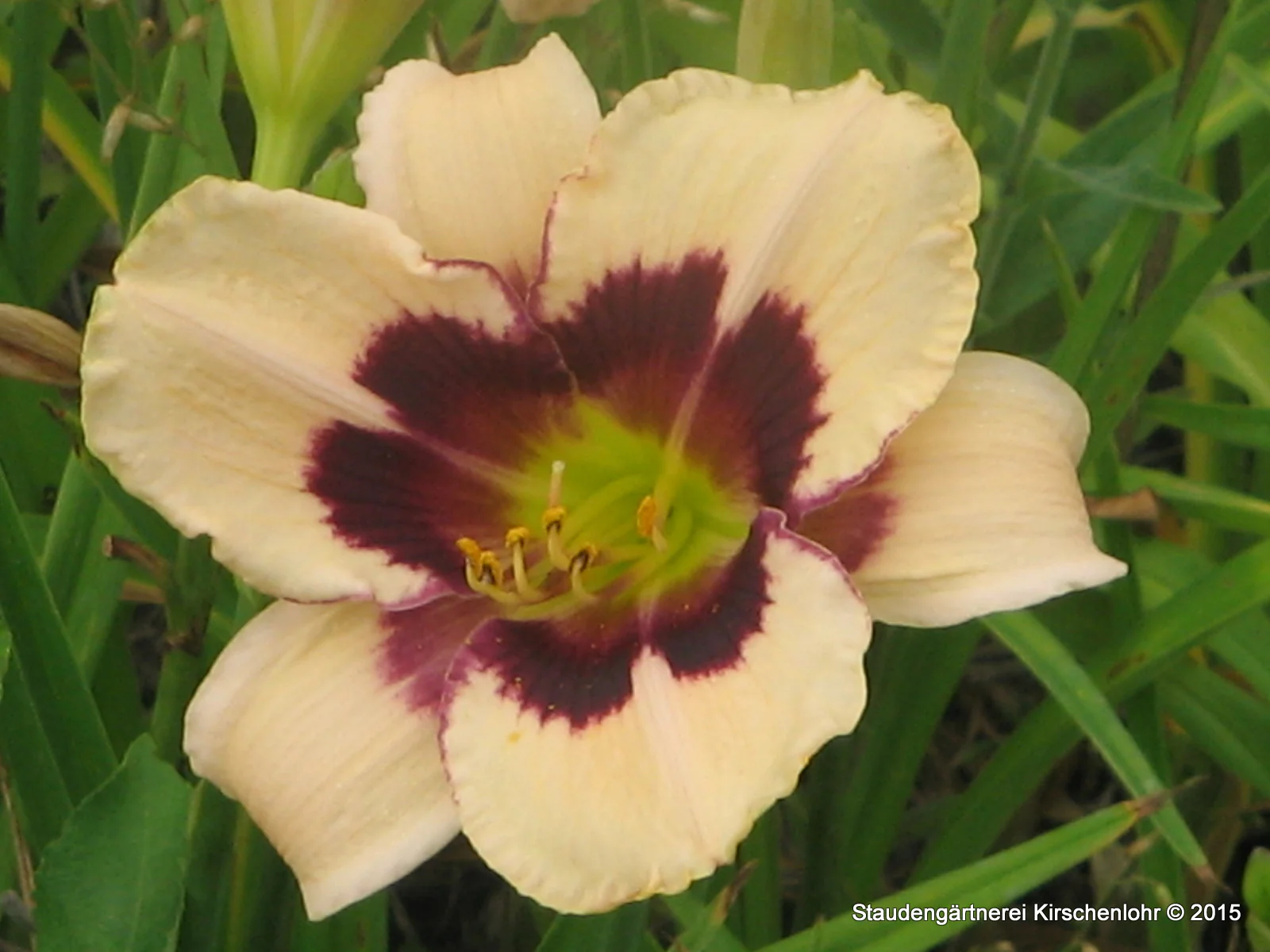 Hemerocallis 'Moonlit Masquerade'
