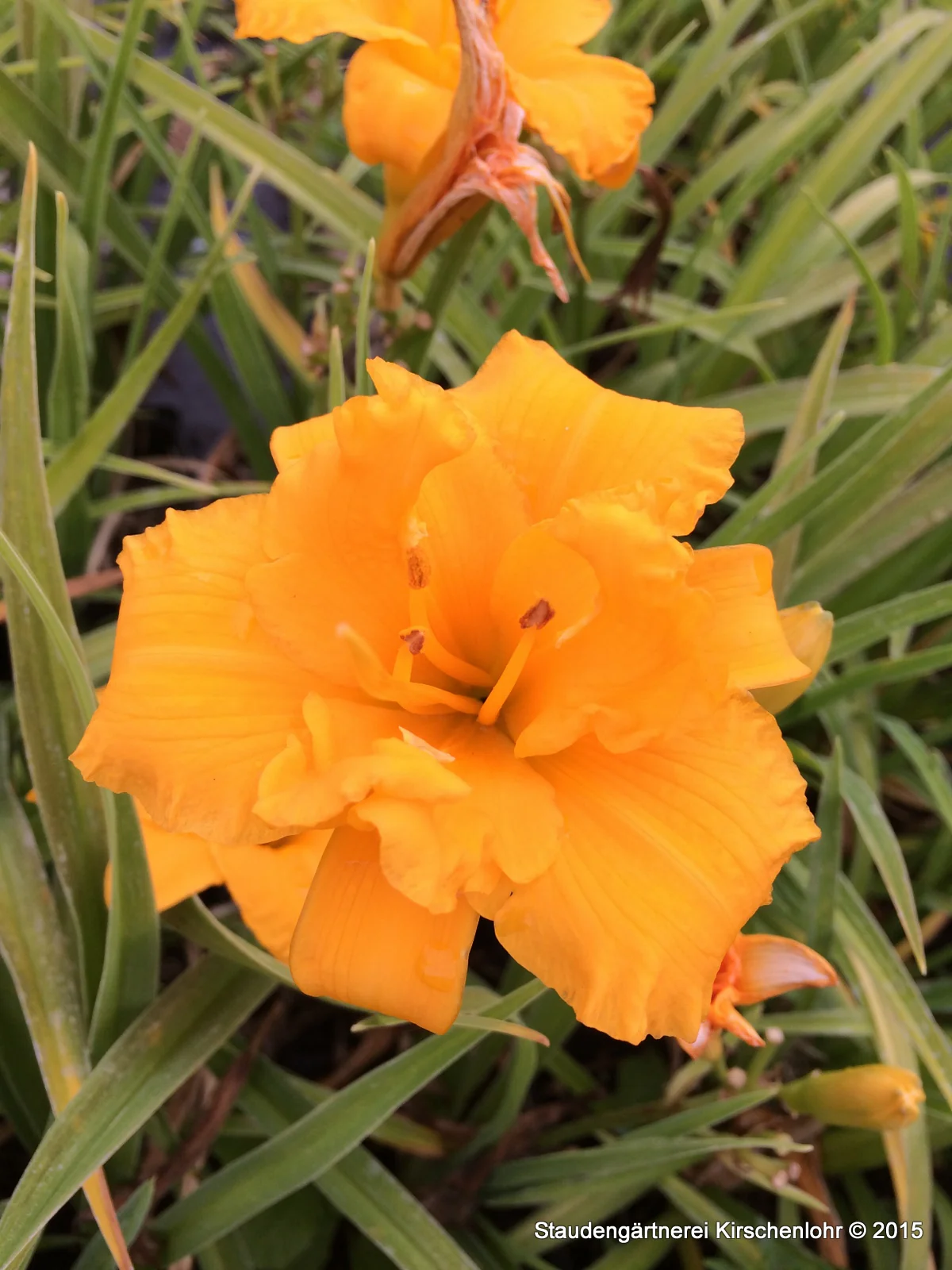 Hemerocallis 'Palatina Orange Bouquet' NIS