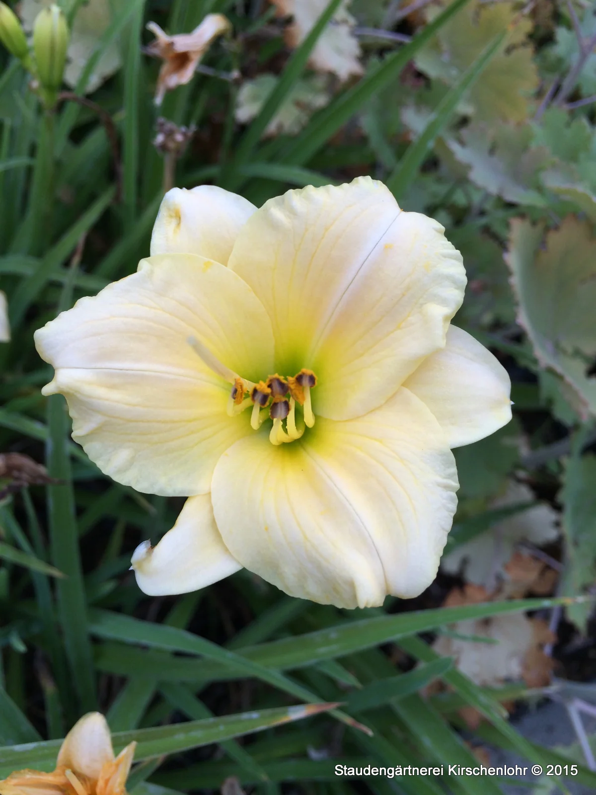 Hemerocallis 'Precious d´ Oro'