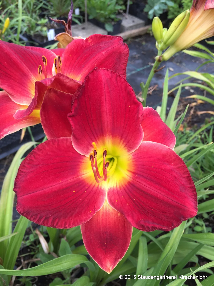 Hemerocallis 'Scarlet Orbit'