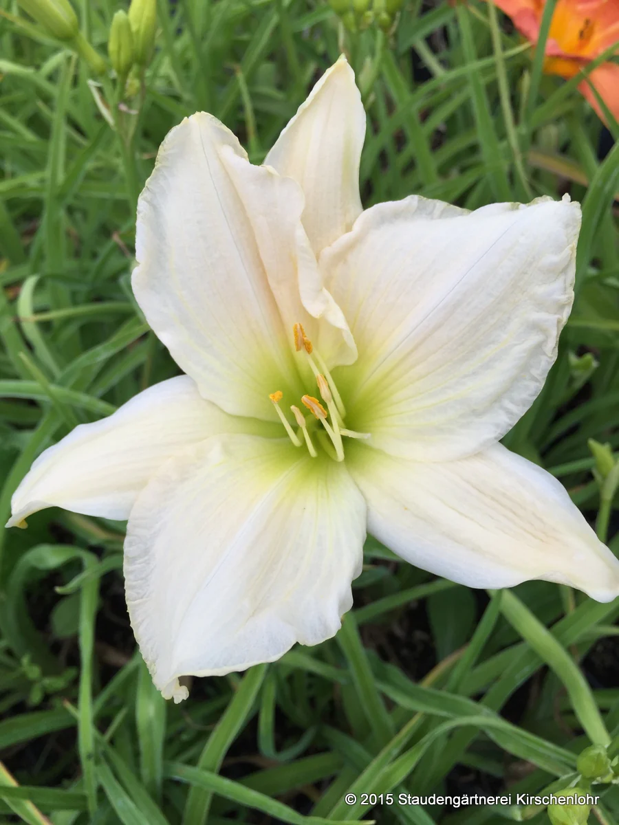 Hemerocallis 'Serene Madonna'