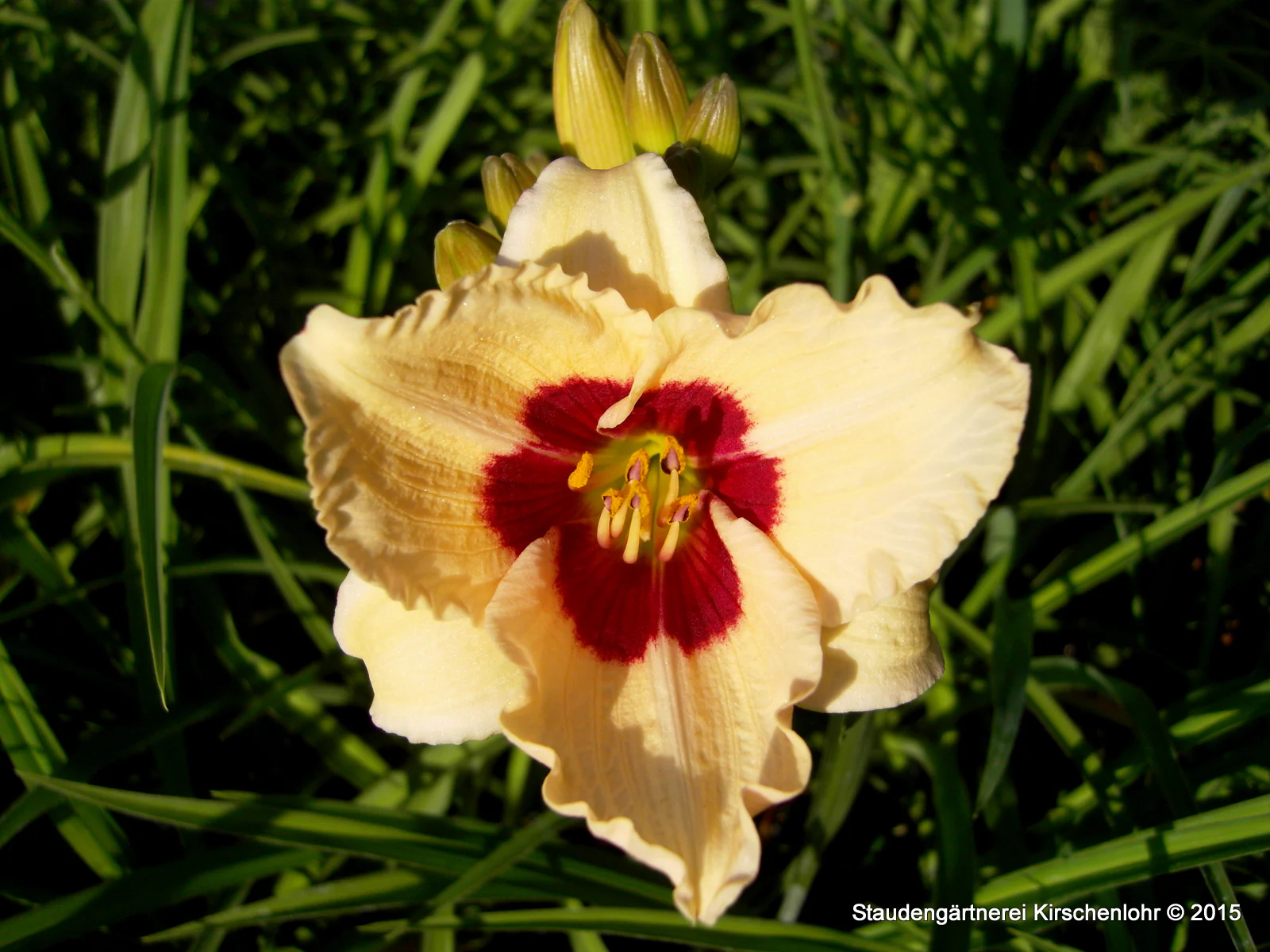Hemerocallis 'Siloam Shocker'