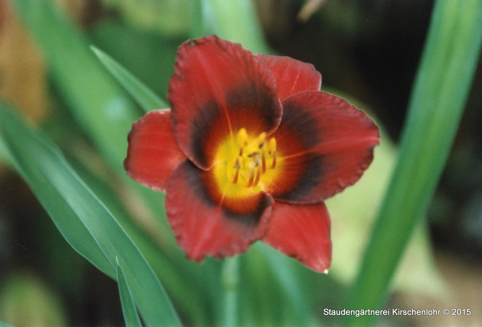 Hemerocallis 'Siloam Show Girl'