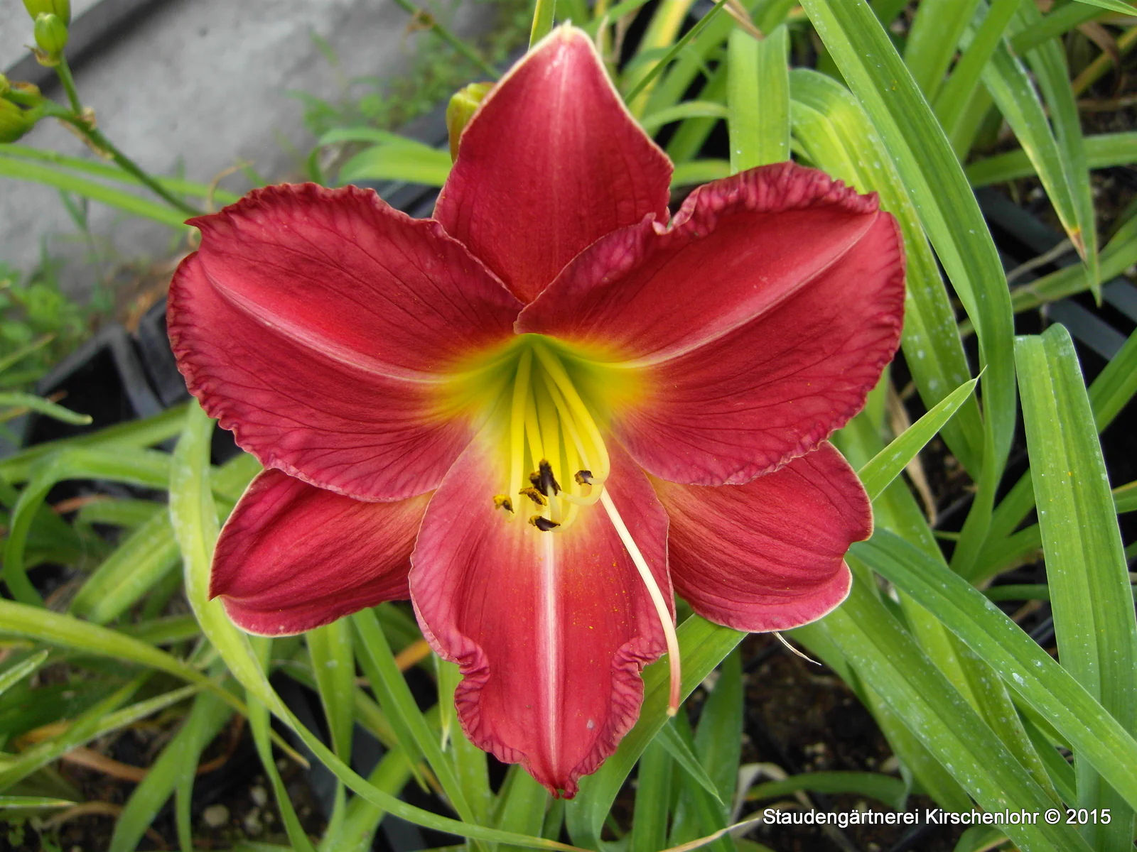 Hemerocallis 'Susannchen'