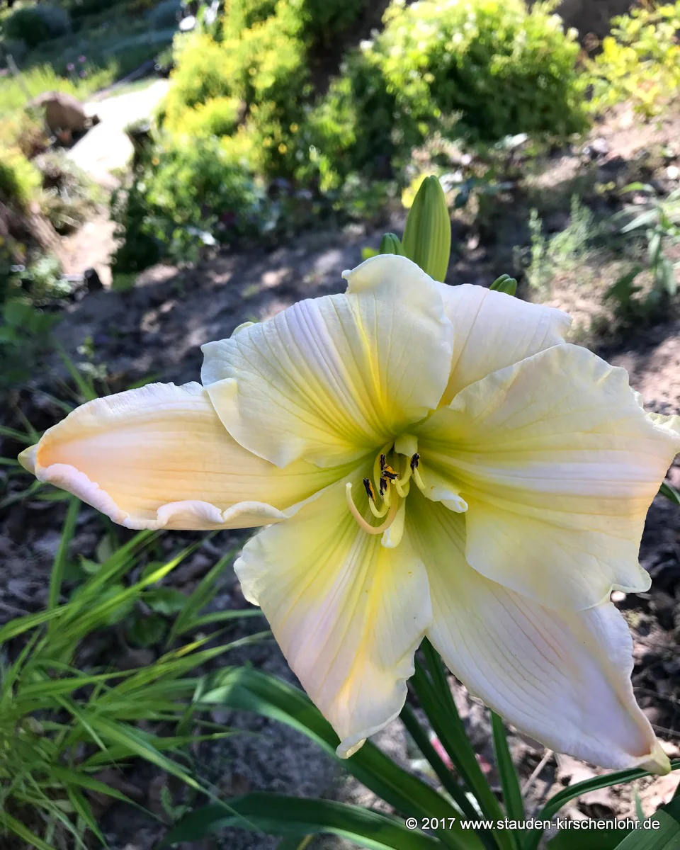 Hemerocallis 'White Stallion' NIS