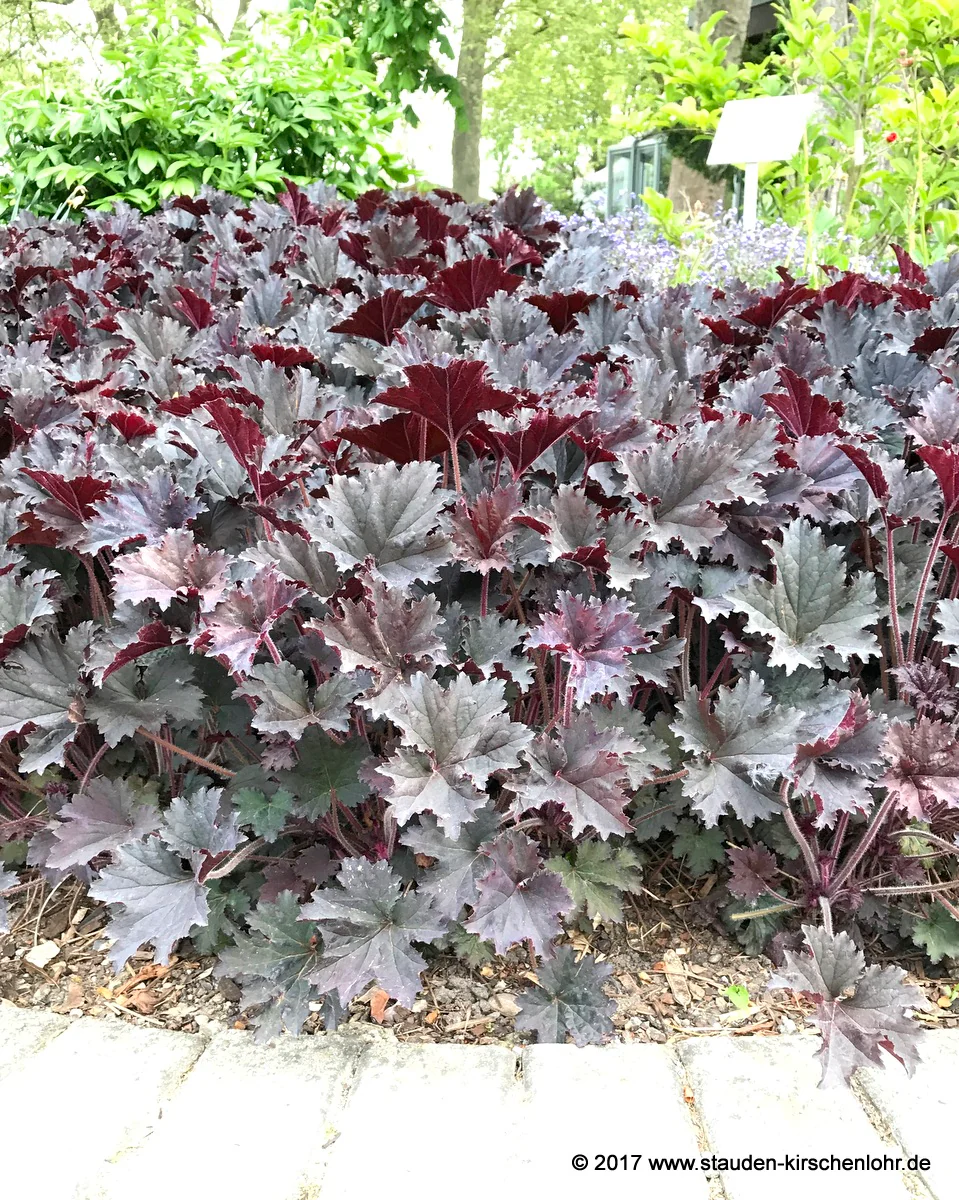 Heuchera 'Binoche' ®