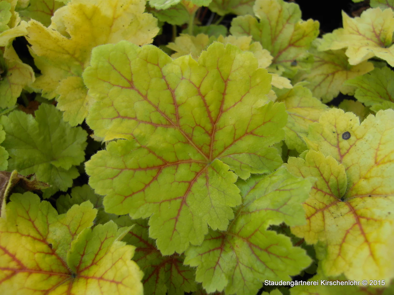 Heuchera 'Delta Dawn' ®