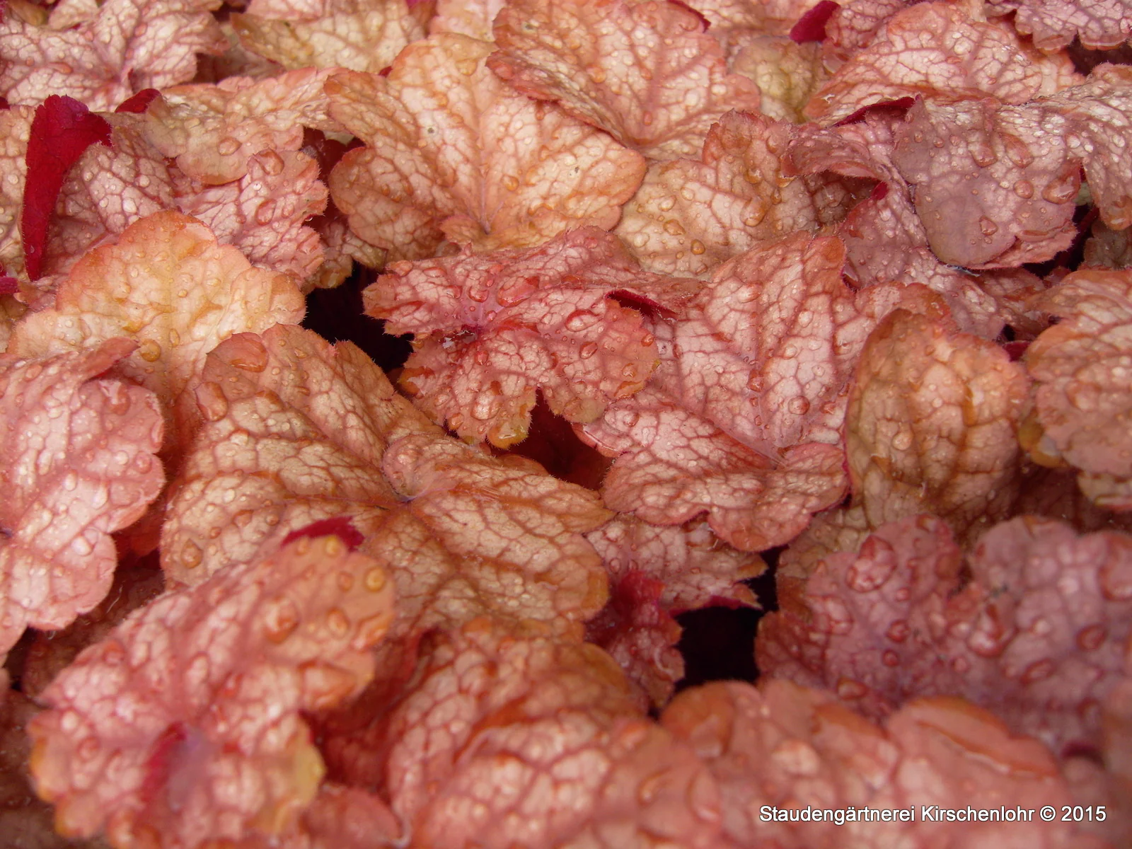Heuchera 'Encore' ®