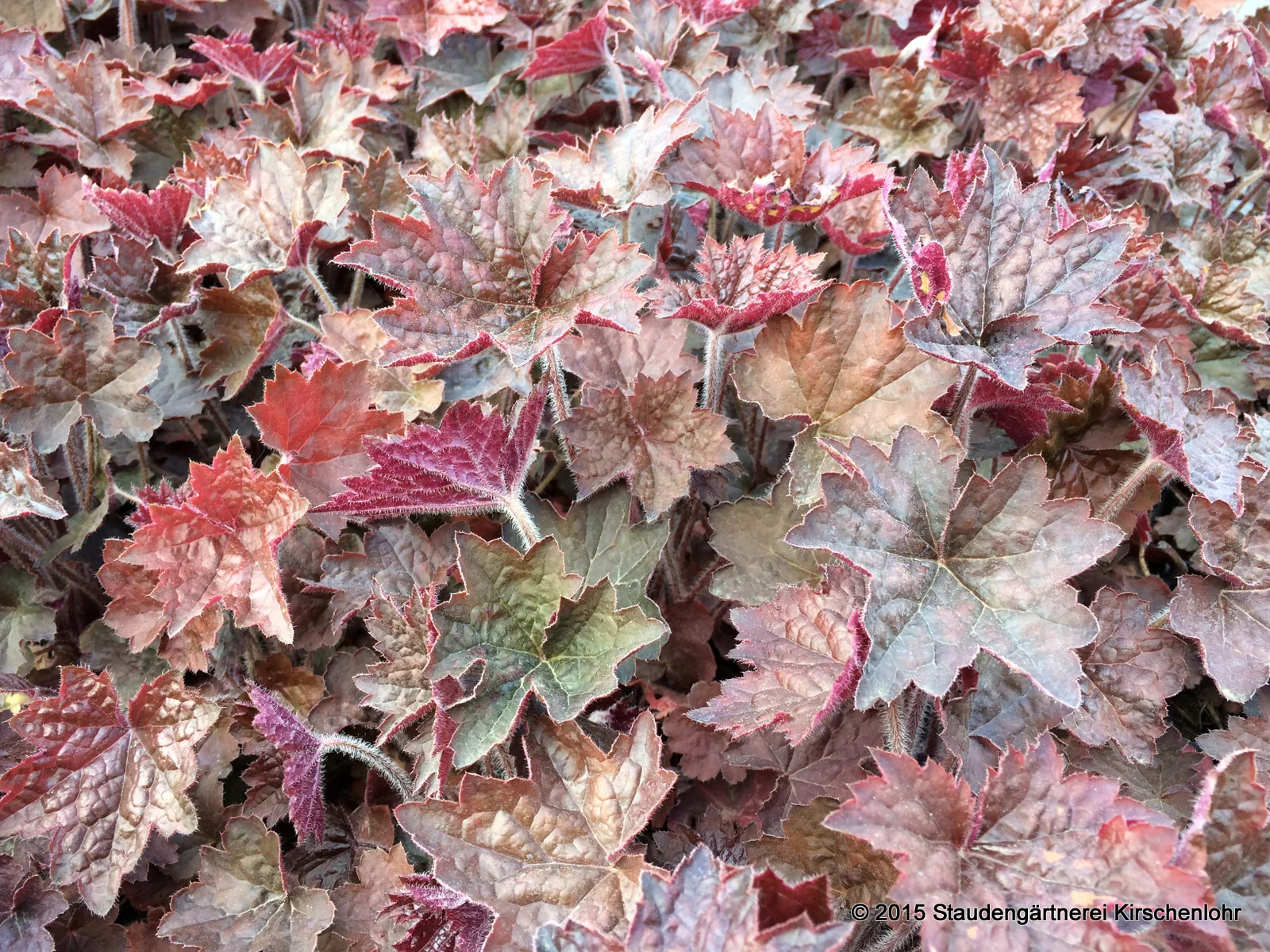 Heuchera micrantha 'Palace Purple'