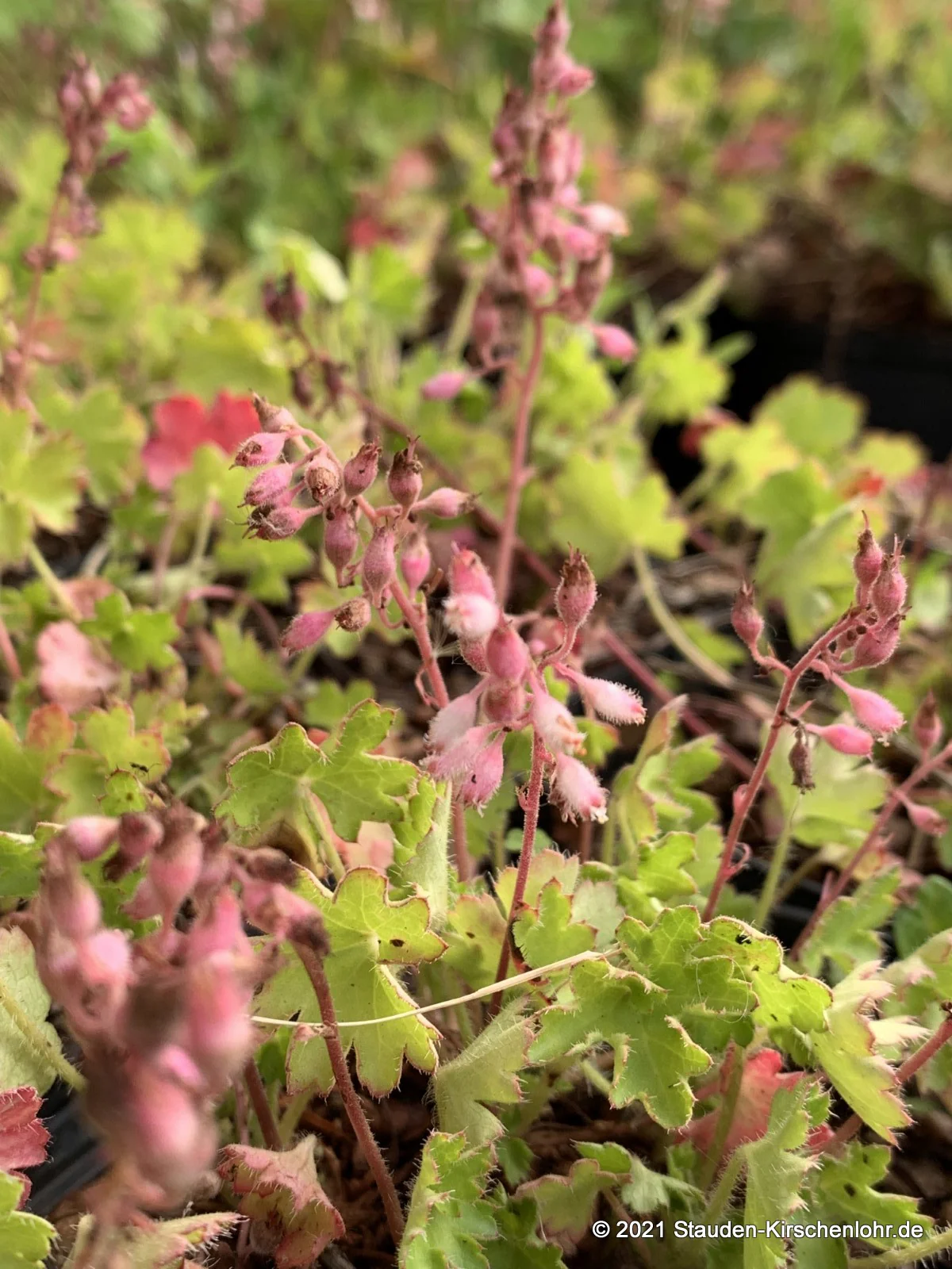Heuchera pulchella