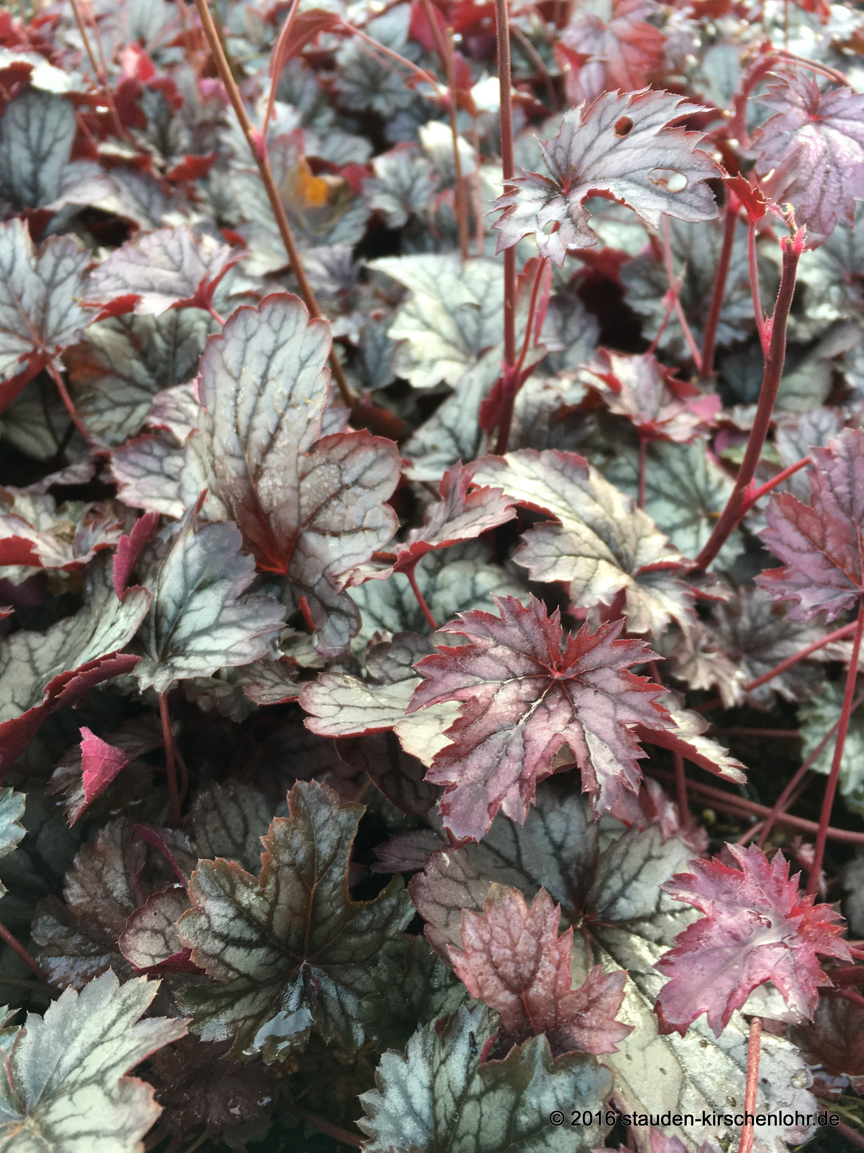 Heuchera 'Shanghai' ®