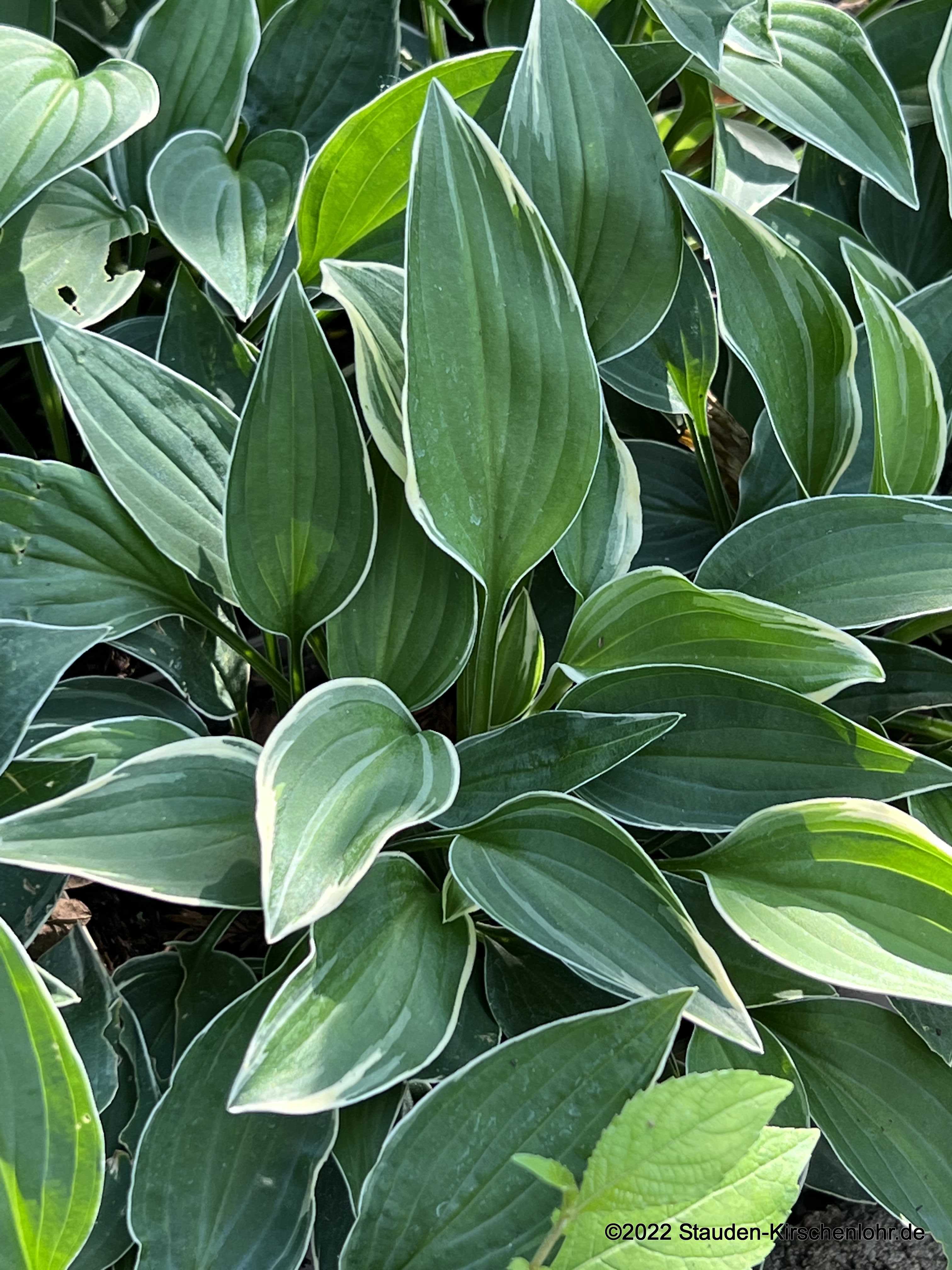 Hosta 'Allan P. McConnell'