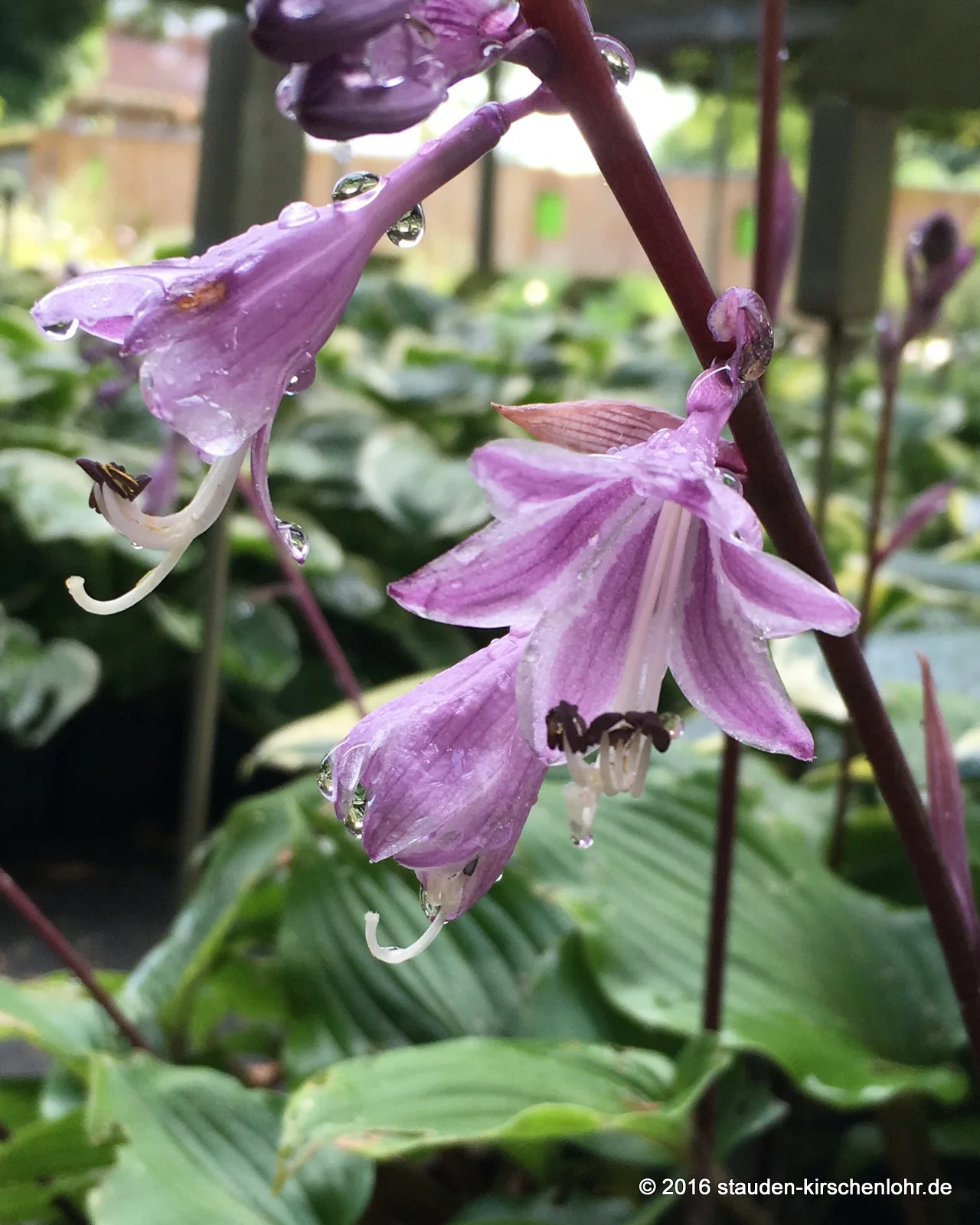 Hosta 'Almost'