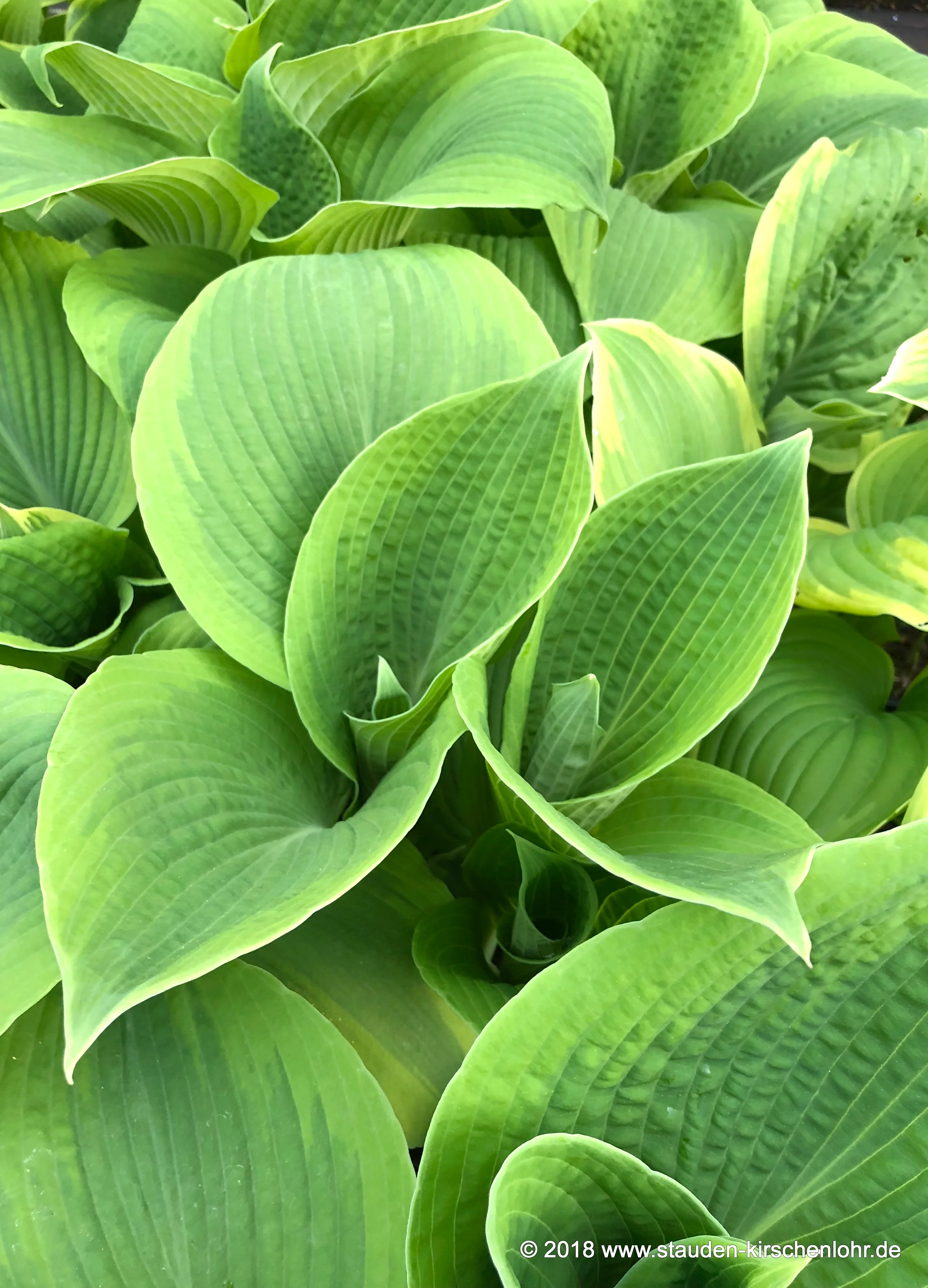 Hosta 'Climax'