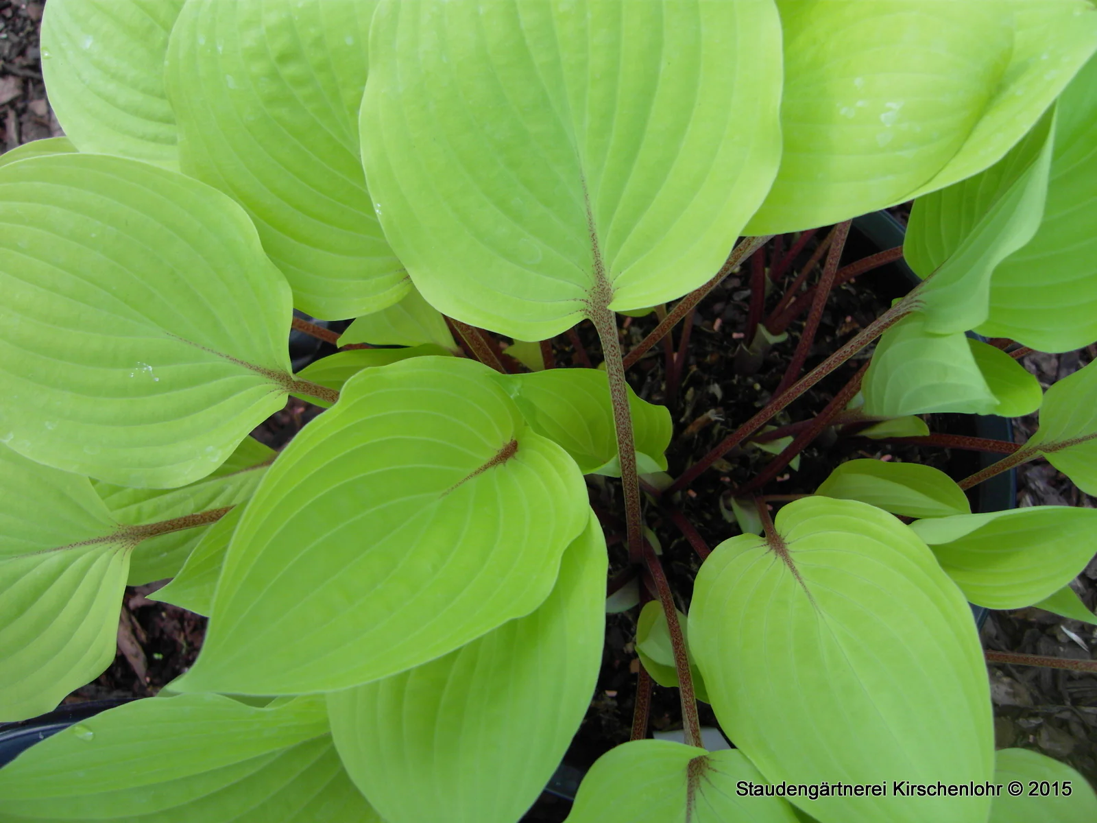 Hosta 'Fire Island'