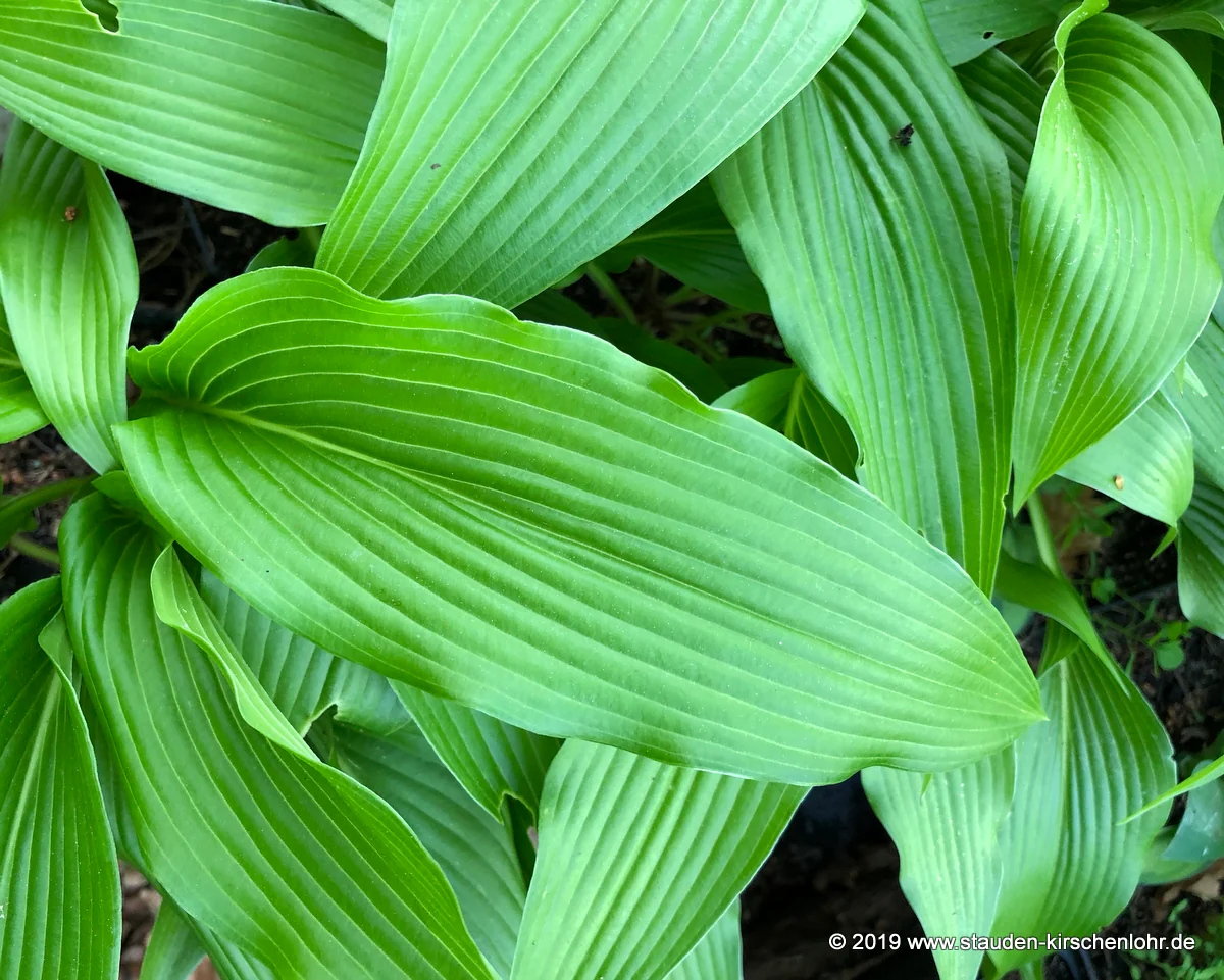 Hosta kikutii var. kikutii
