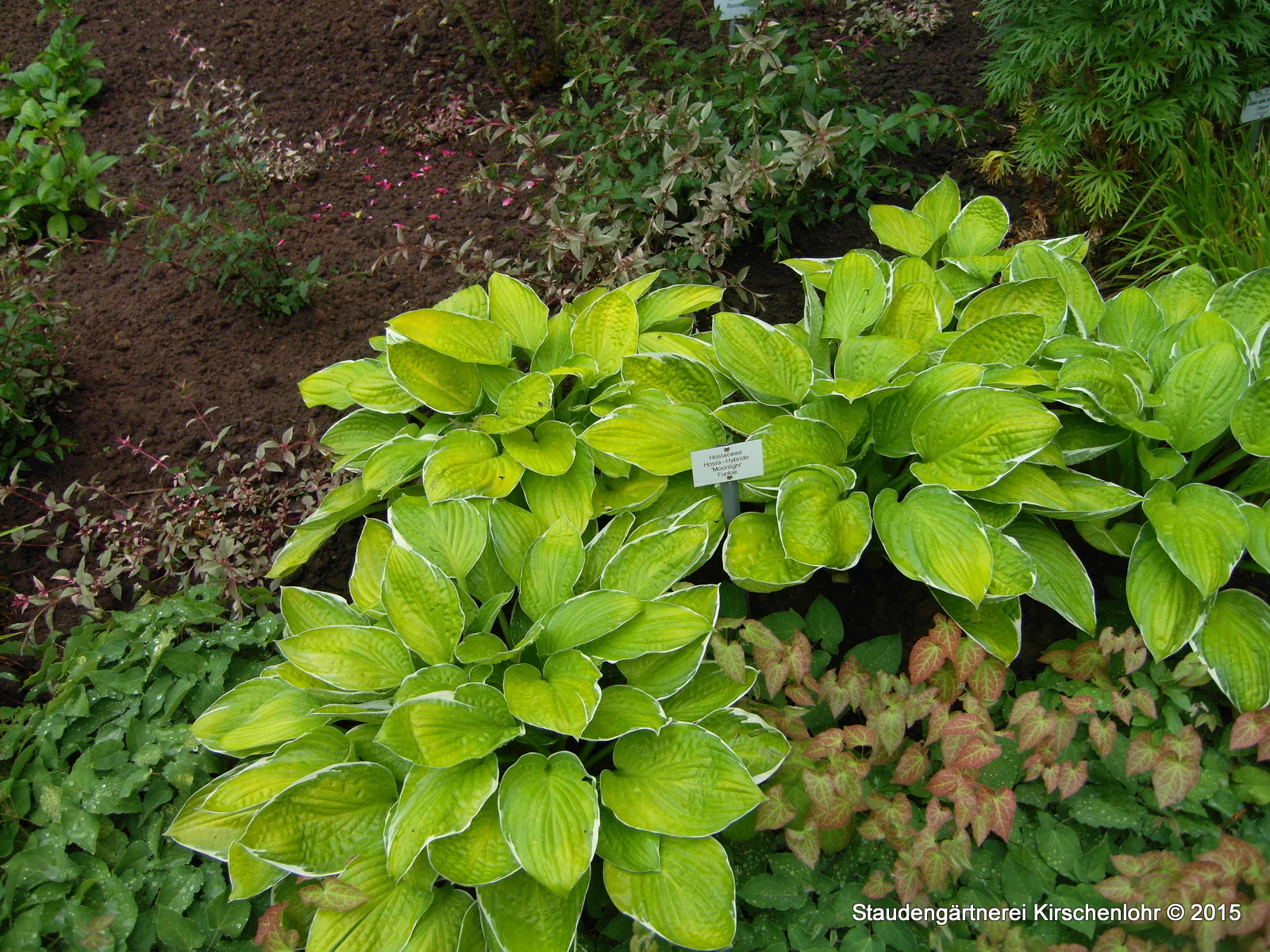 Hosta 'Moonlight'