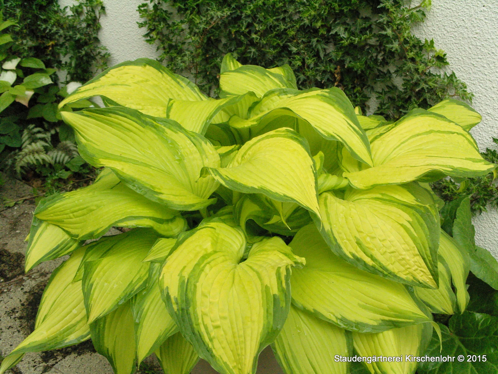 Hosta 'On Stage'