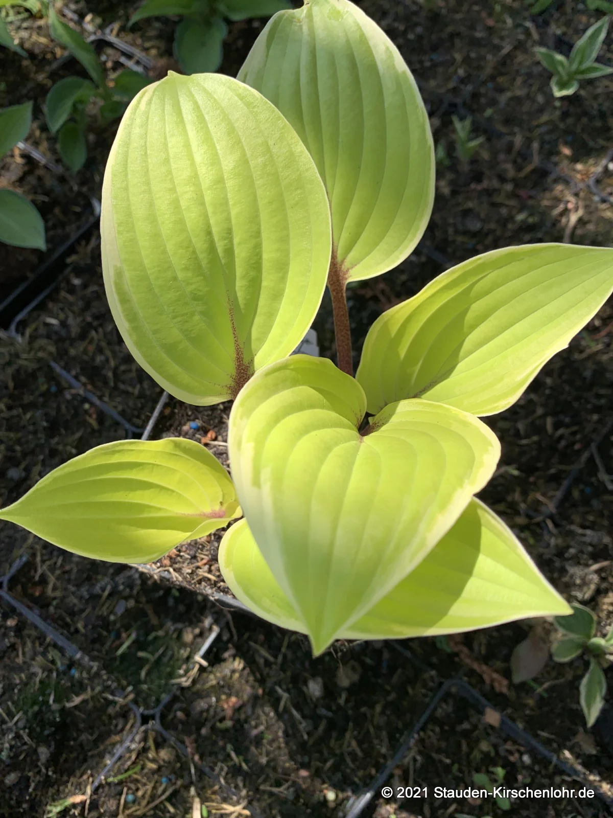Hosta 'Pinani Island Surf'     NIS