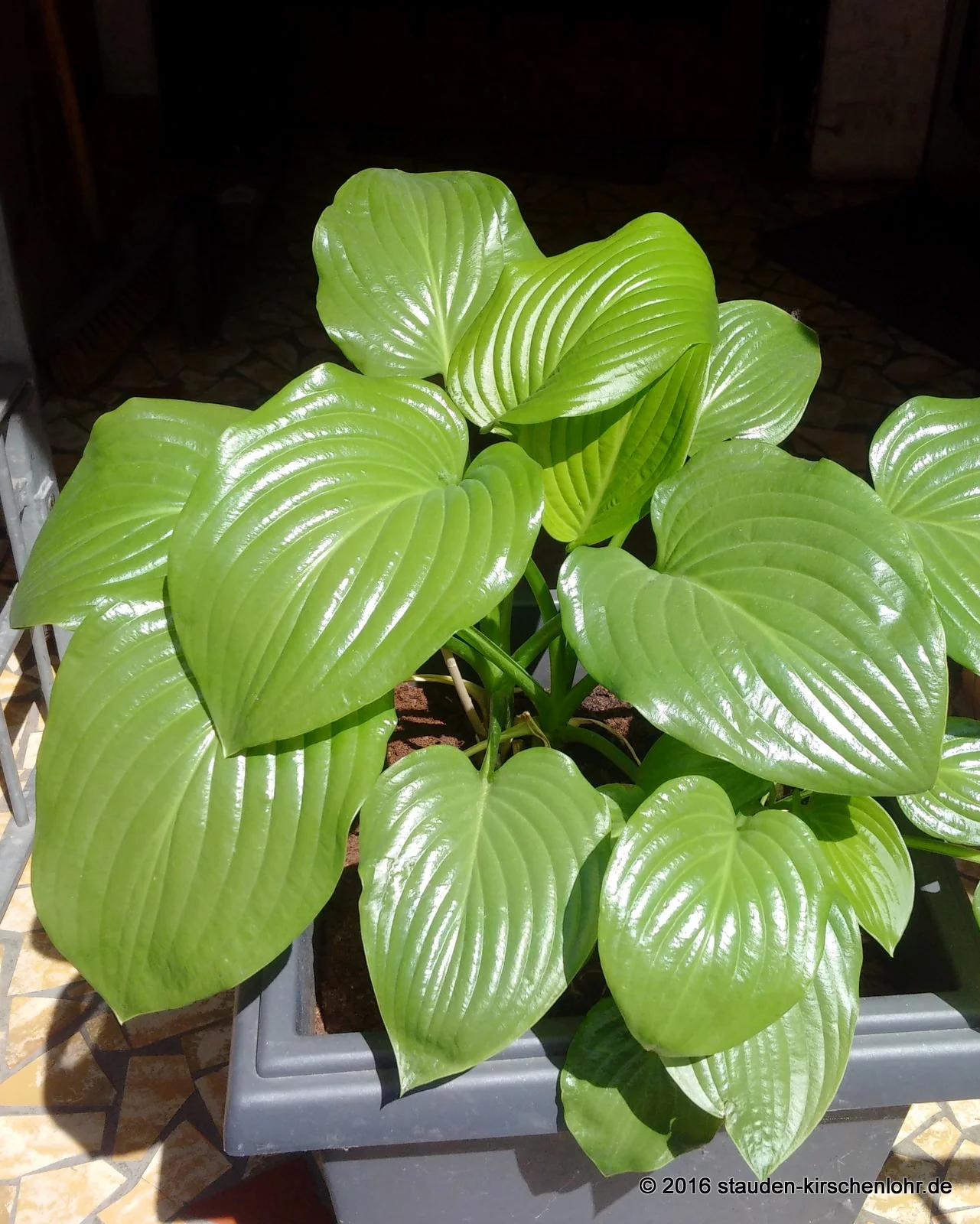 Hosta plantaginea