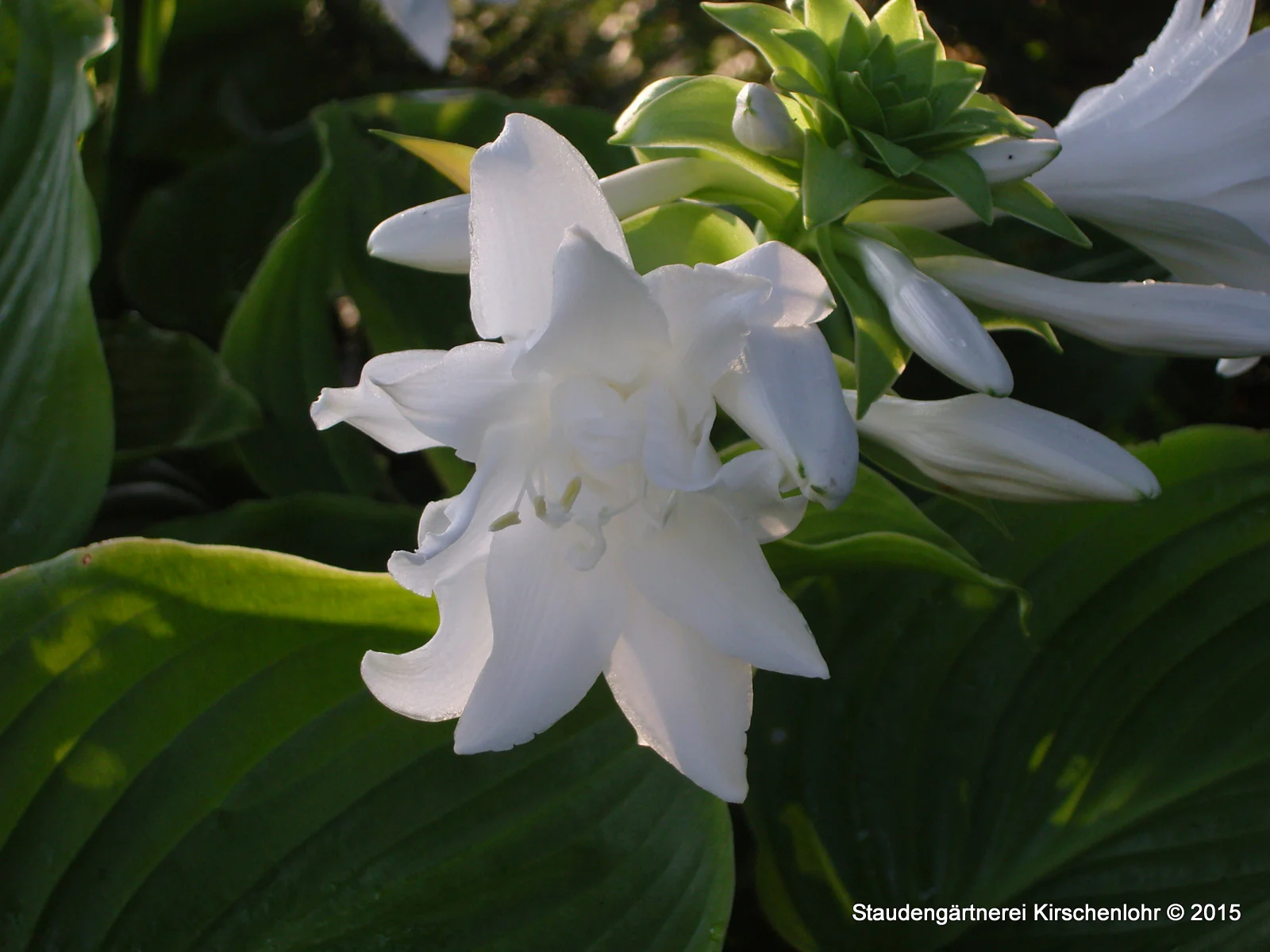 Hosta plantaginea 'Aphrodite'