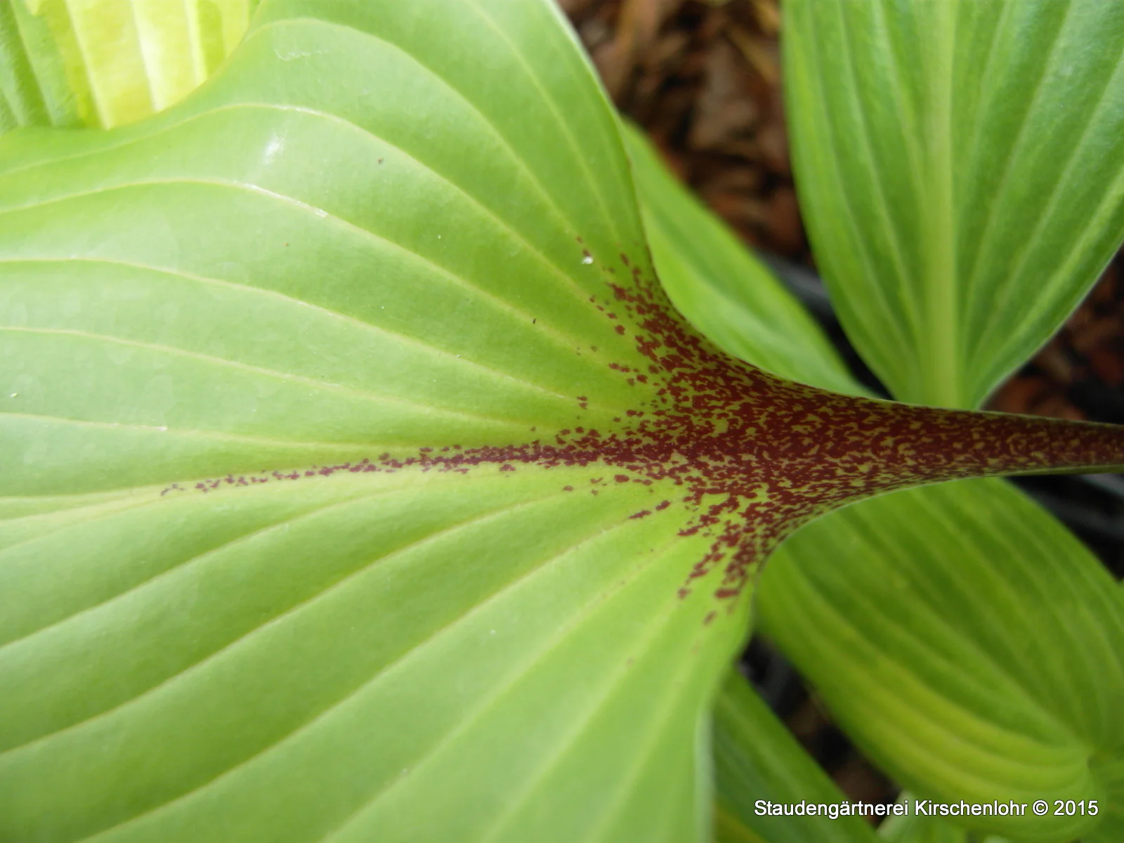 Hosta 'Purple Heart' ®