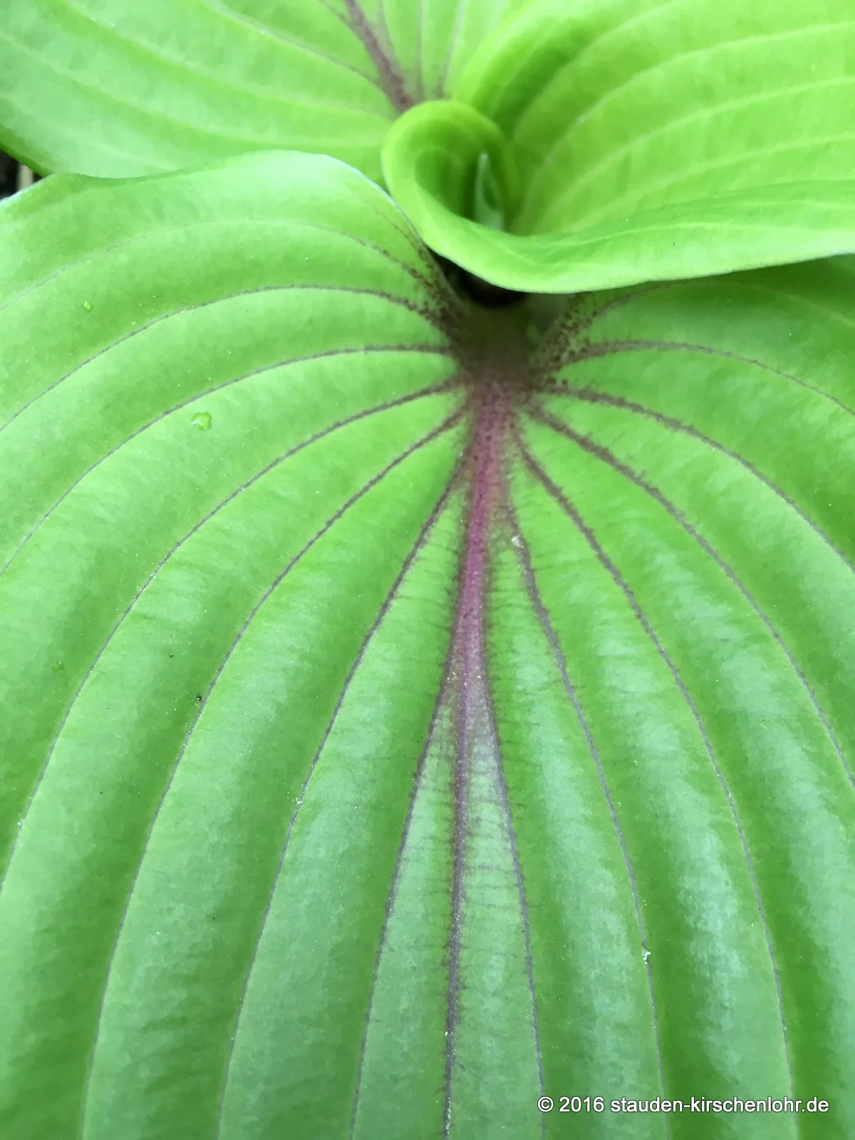 Hosta 'Red Alert'