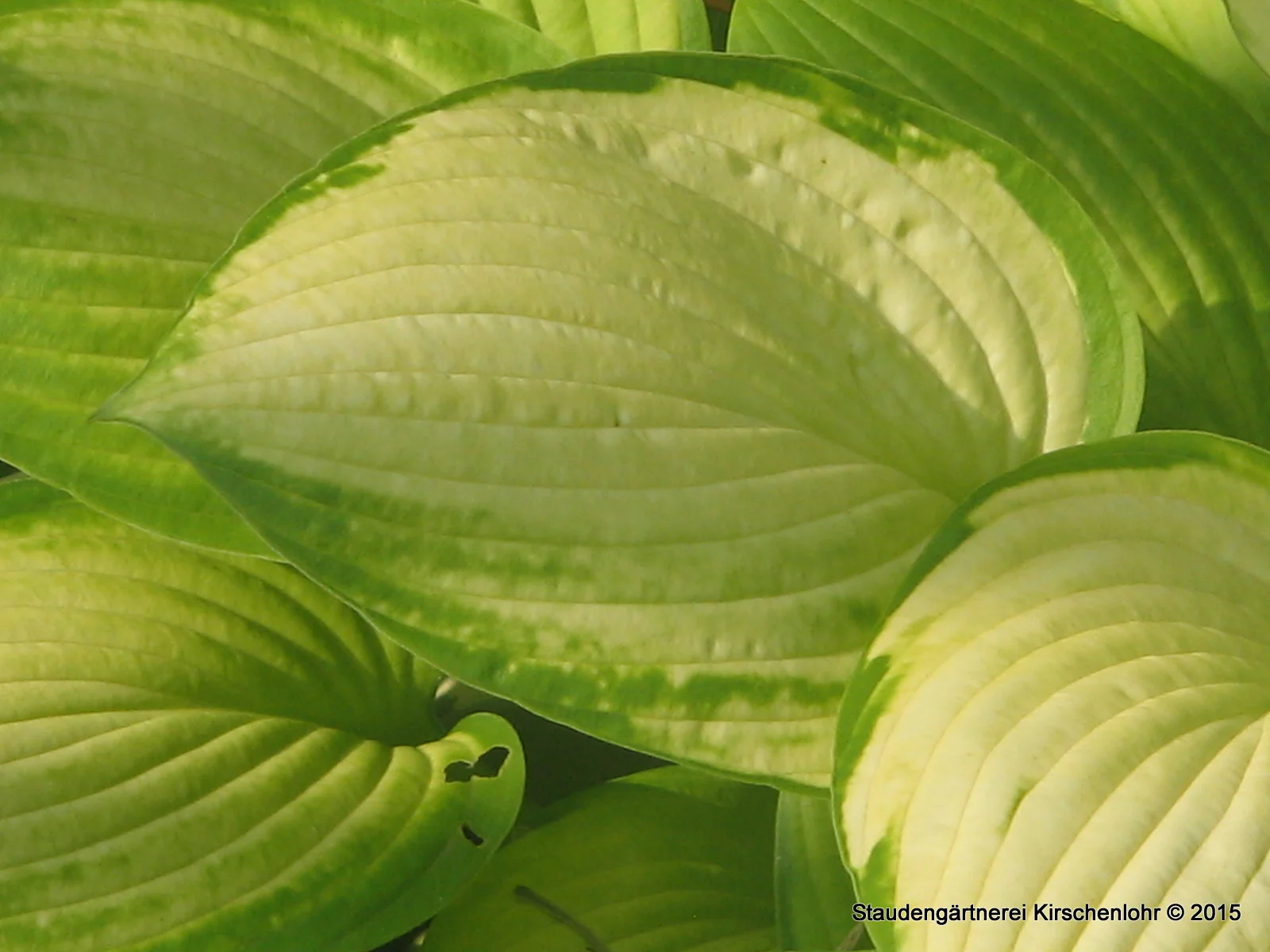 Hosta 'Sheila West'