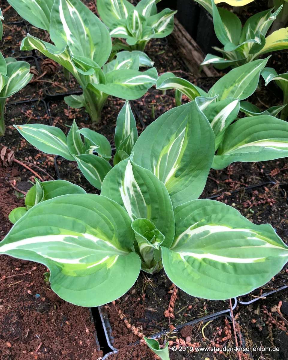 Hosta 'Snake Eyes'
