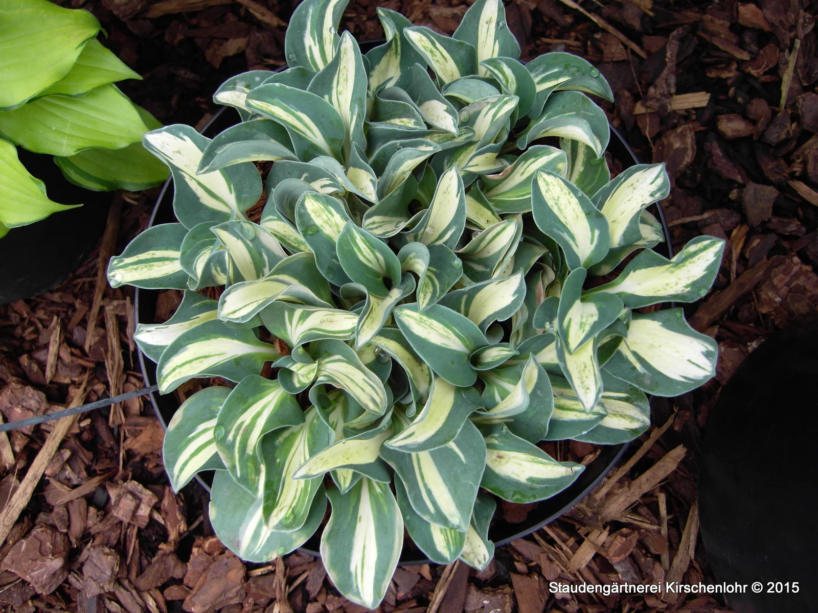 Hosta 'Snow Mouse' ®