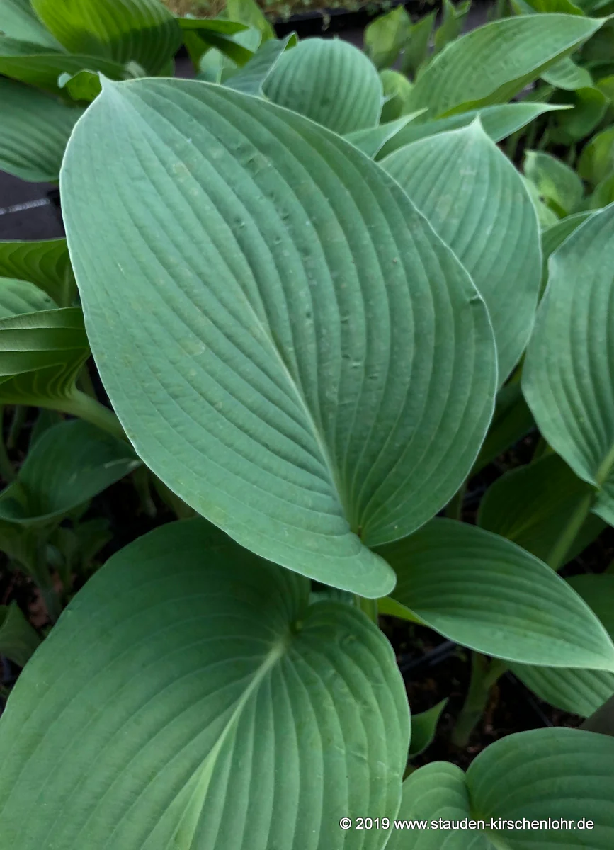 Hosta 'Snowden'