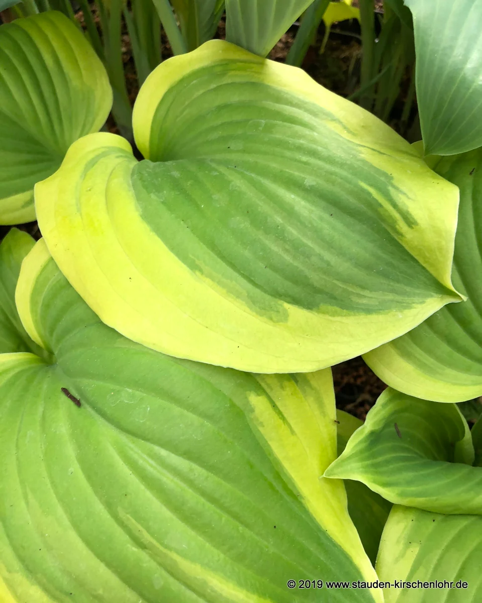 Hosta 'Sweet Innocence'
