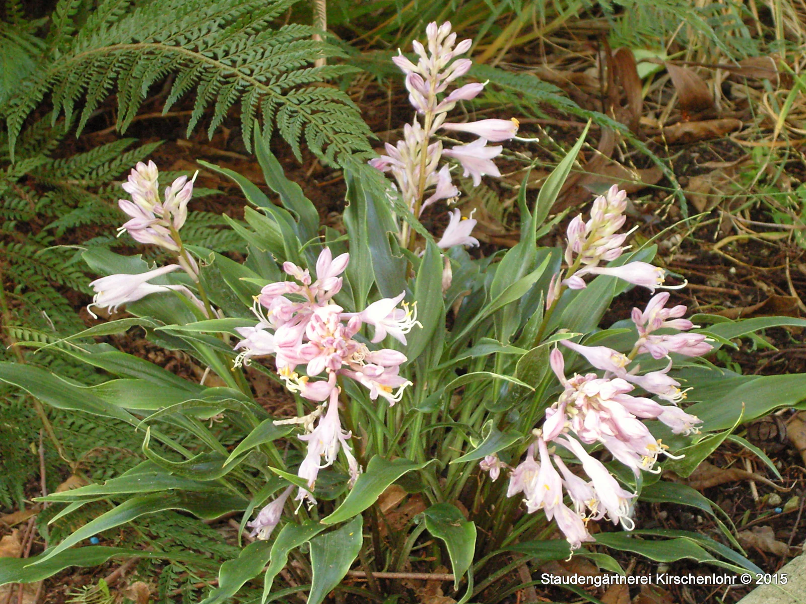 Hosta 'Tortifrons'