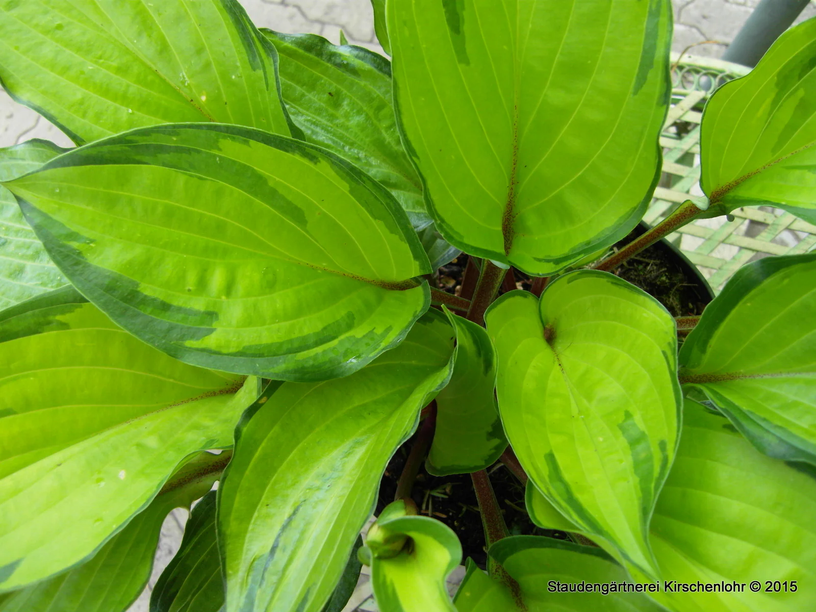 Hosta 'Volcano Island' ®