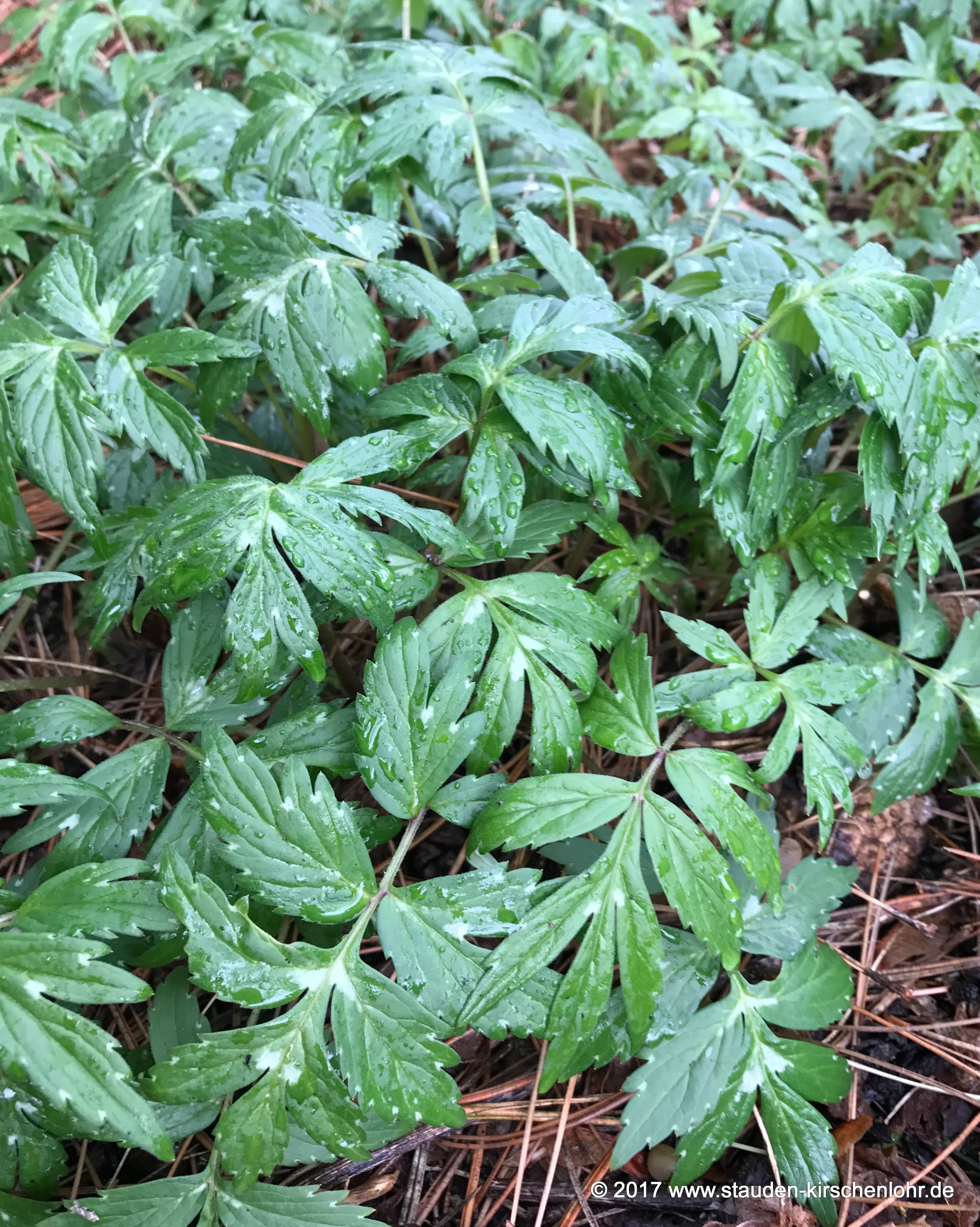 Hydrophyllum virginianum