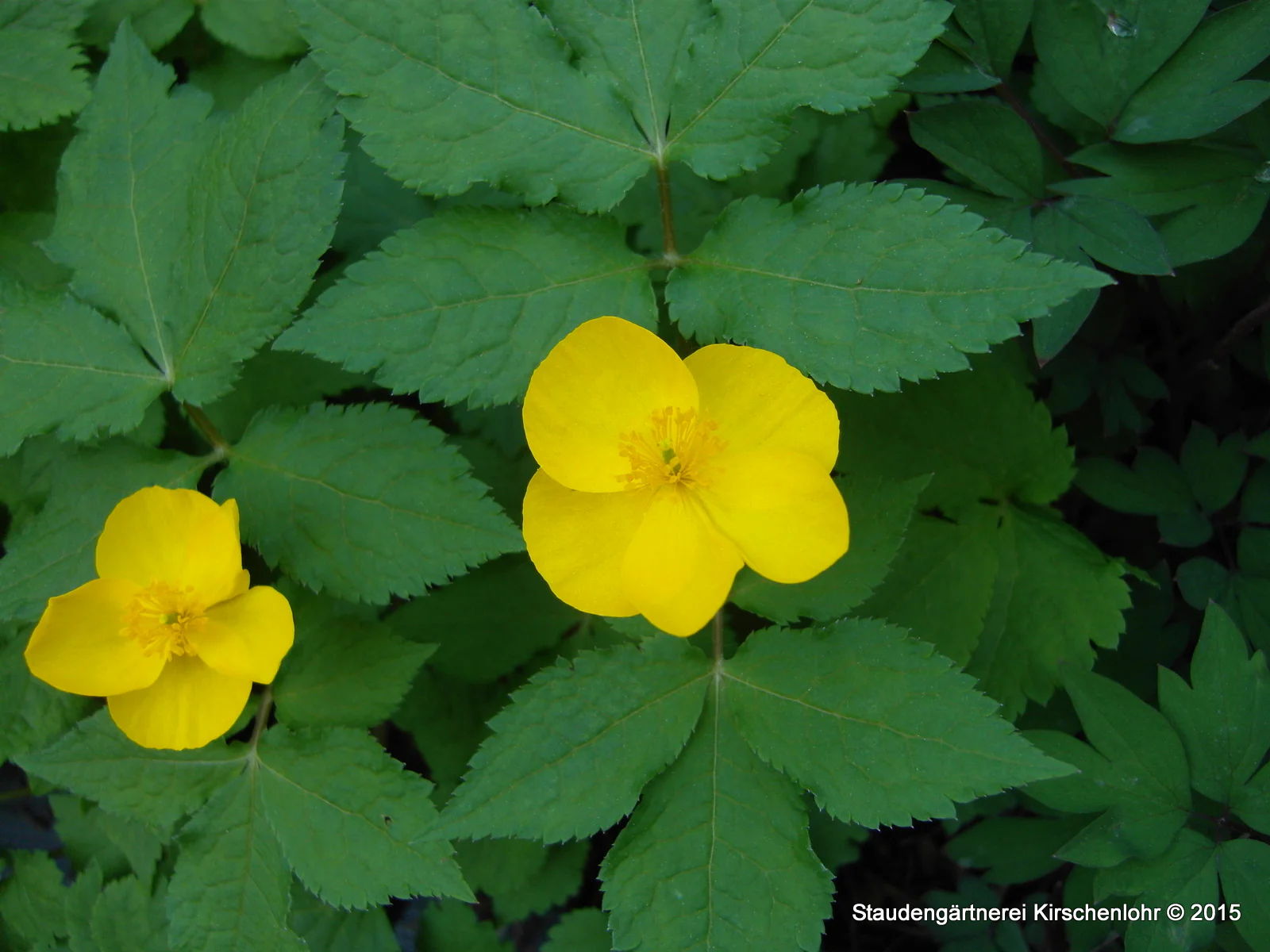 Hylomecon japonicum
