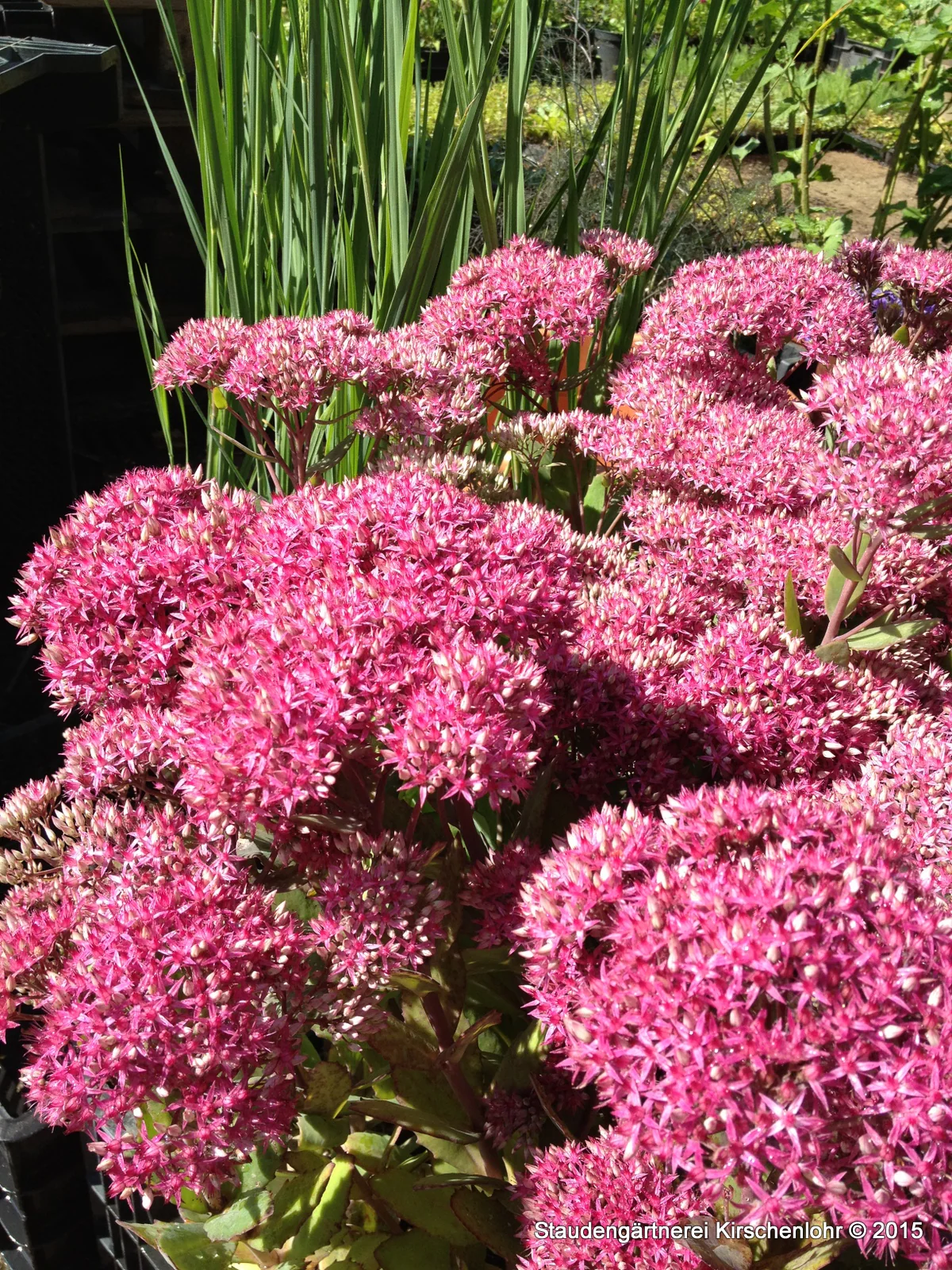 Hylotelephium 'Class Act' ® (Sedum)