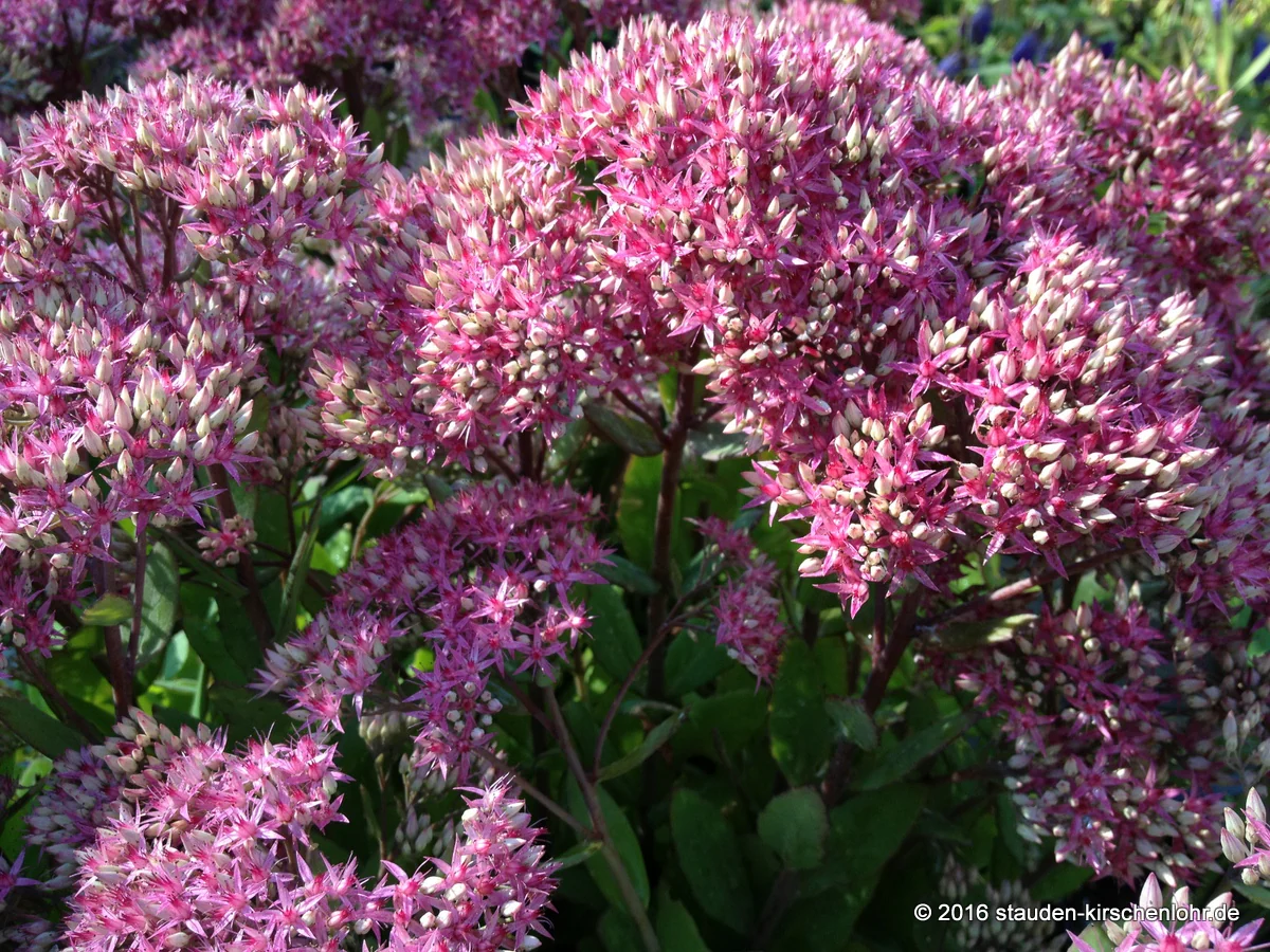 Hylotelephium 'Cloud Walker' ® (Sedum)