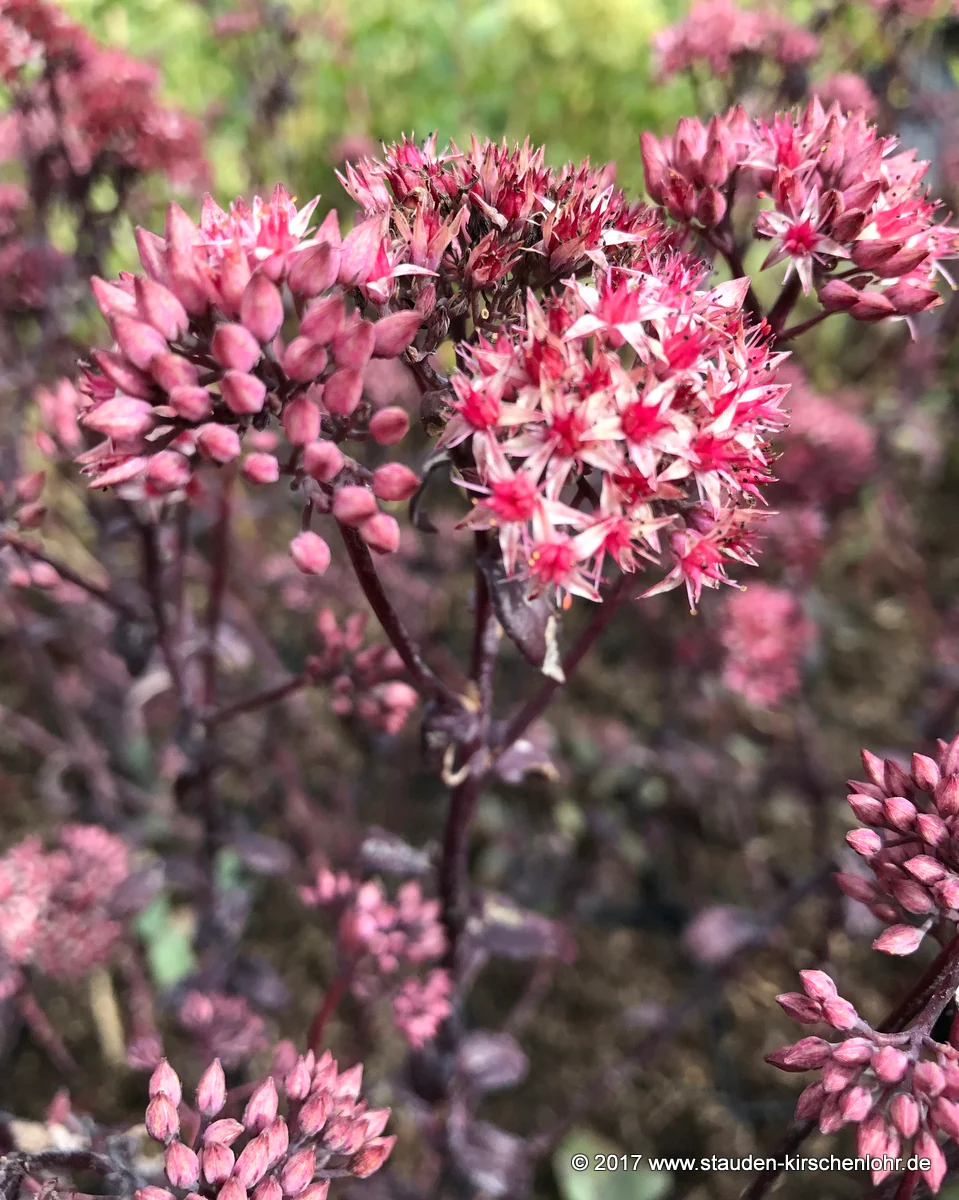 Hylotelephium 'Coral Reef' ® (Sedum)