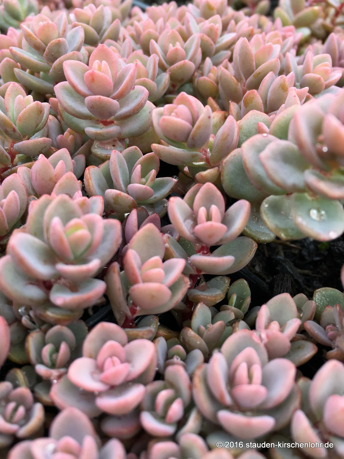 Hylotelephium cyaneum 'Sachalin' (Sedum)
