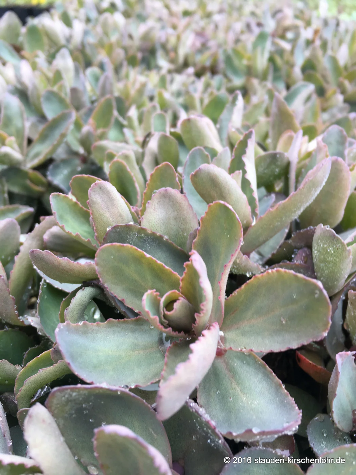 Hylotelephium 'Moonlight Serenade' ® (Sedum)