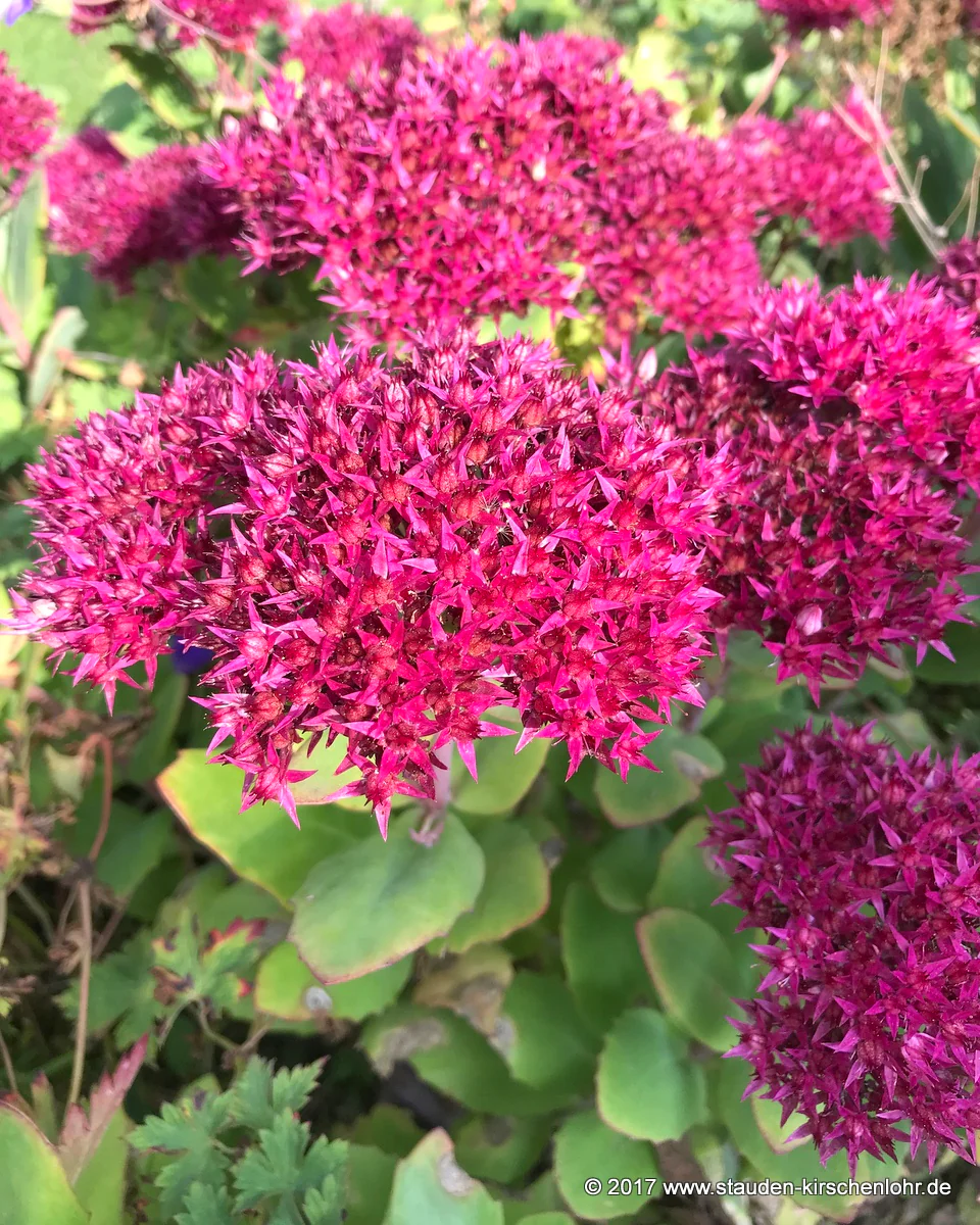 Hylotelephium 'Mr. Goodbud' ® (Sedum)