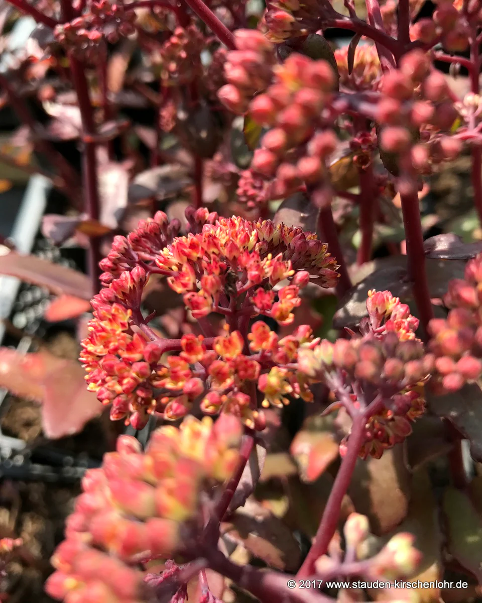 Hylotelephium 'Orange Xenox' ® (Sedum)