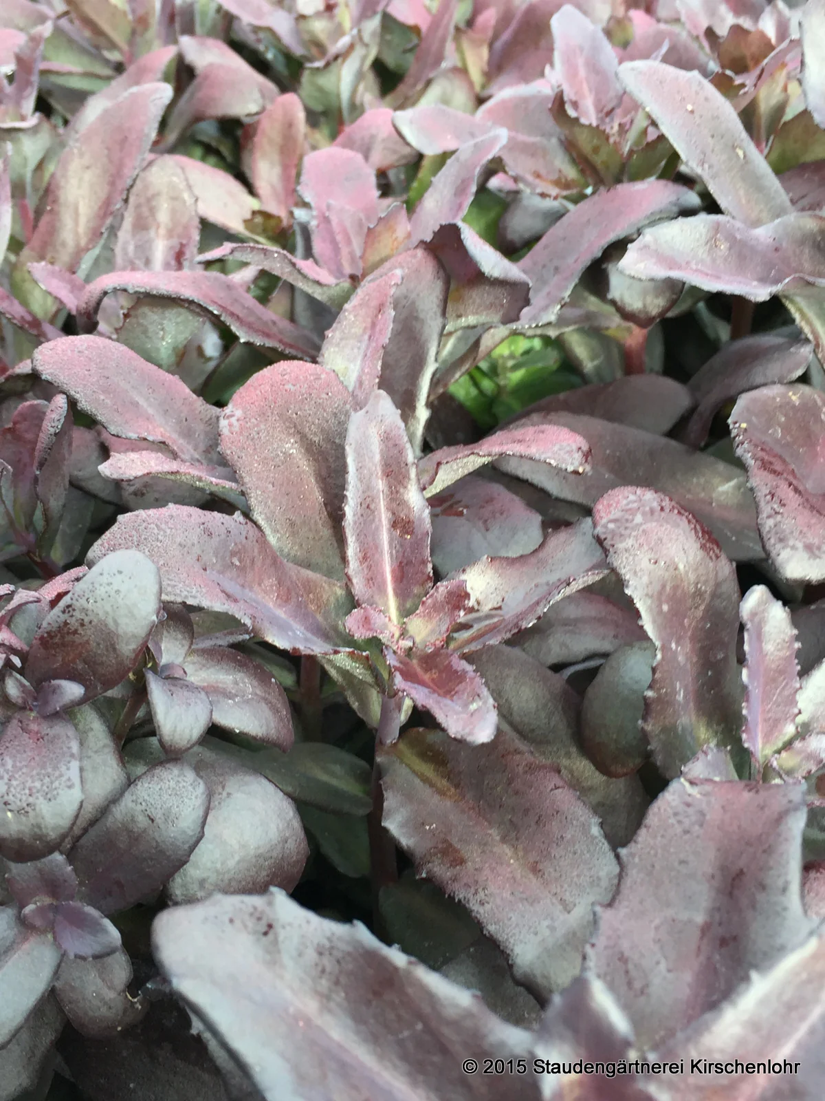 Hylotelephium 'Postmans Pride' ® (Sedum)