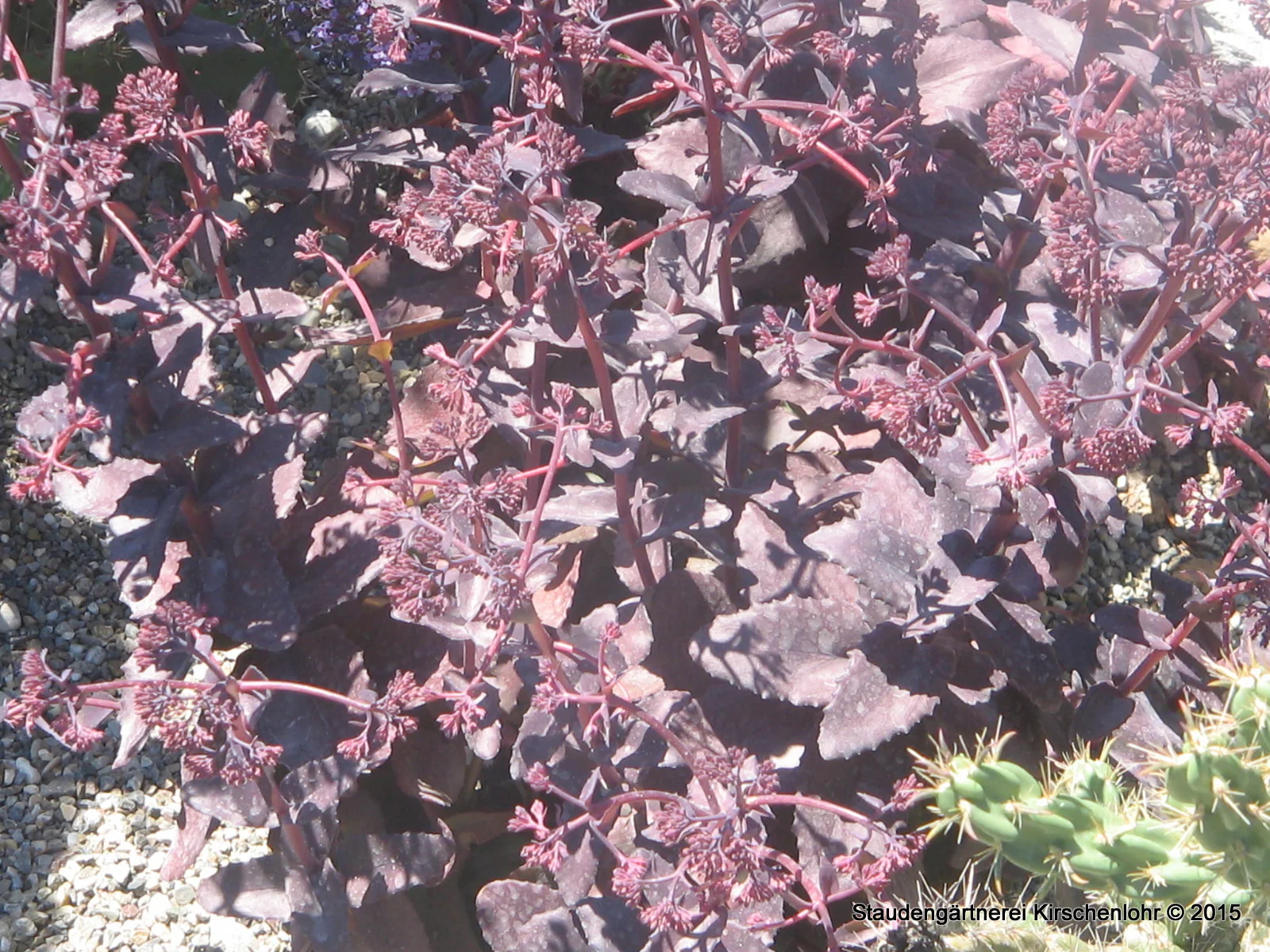 Hylotelephium 'Purple Emperor' (Sedum)