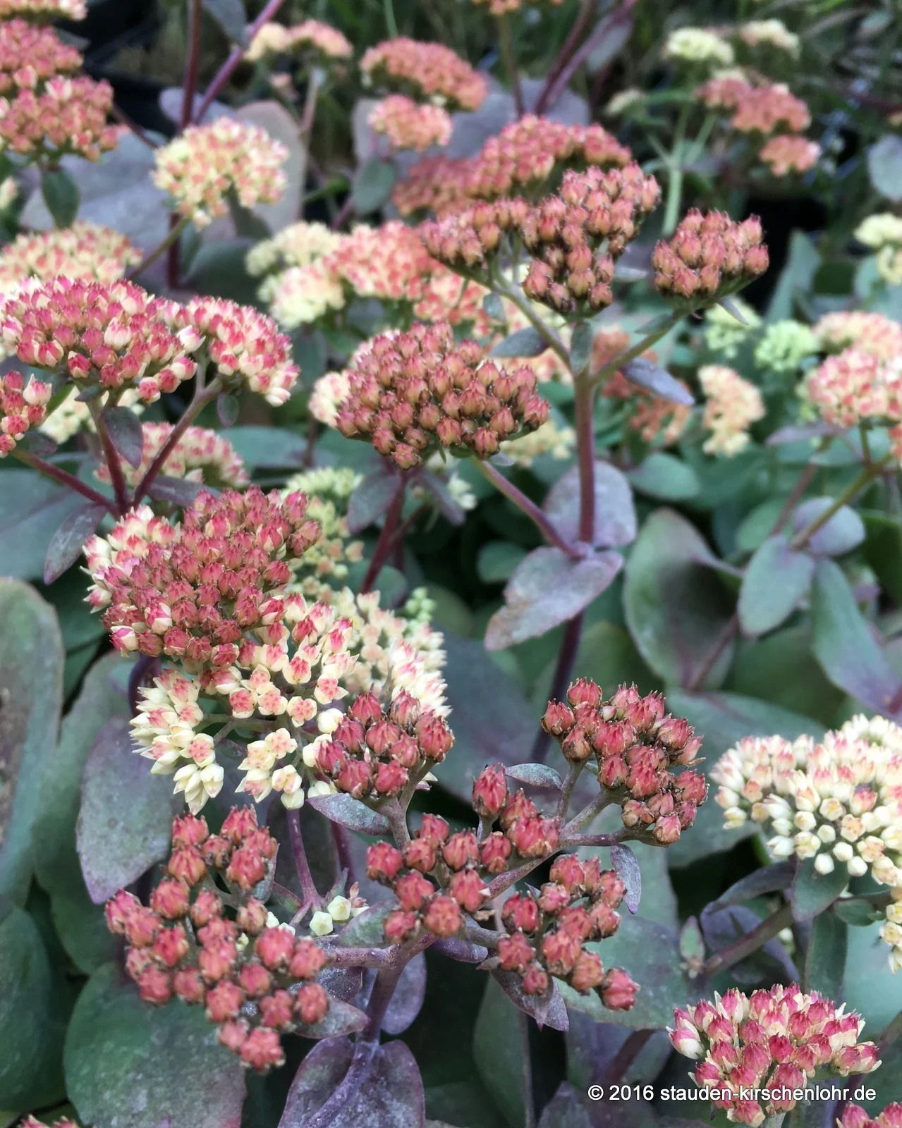 Hylotelephium 'Rainbow Xenox' ® (Sedum)